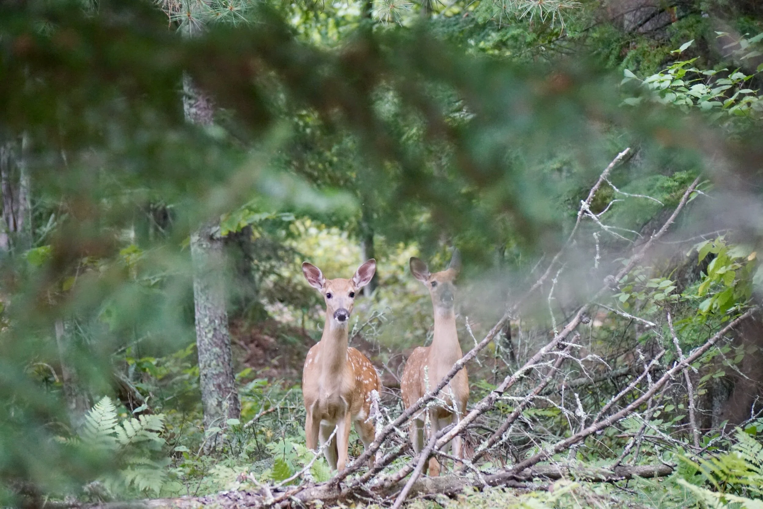 Two young deer standing in a forest with green foliage and fallen branches.