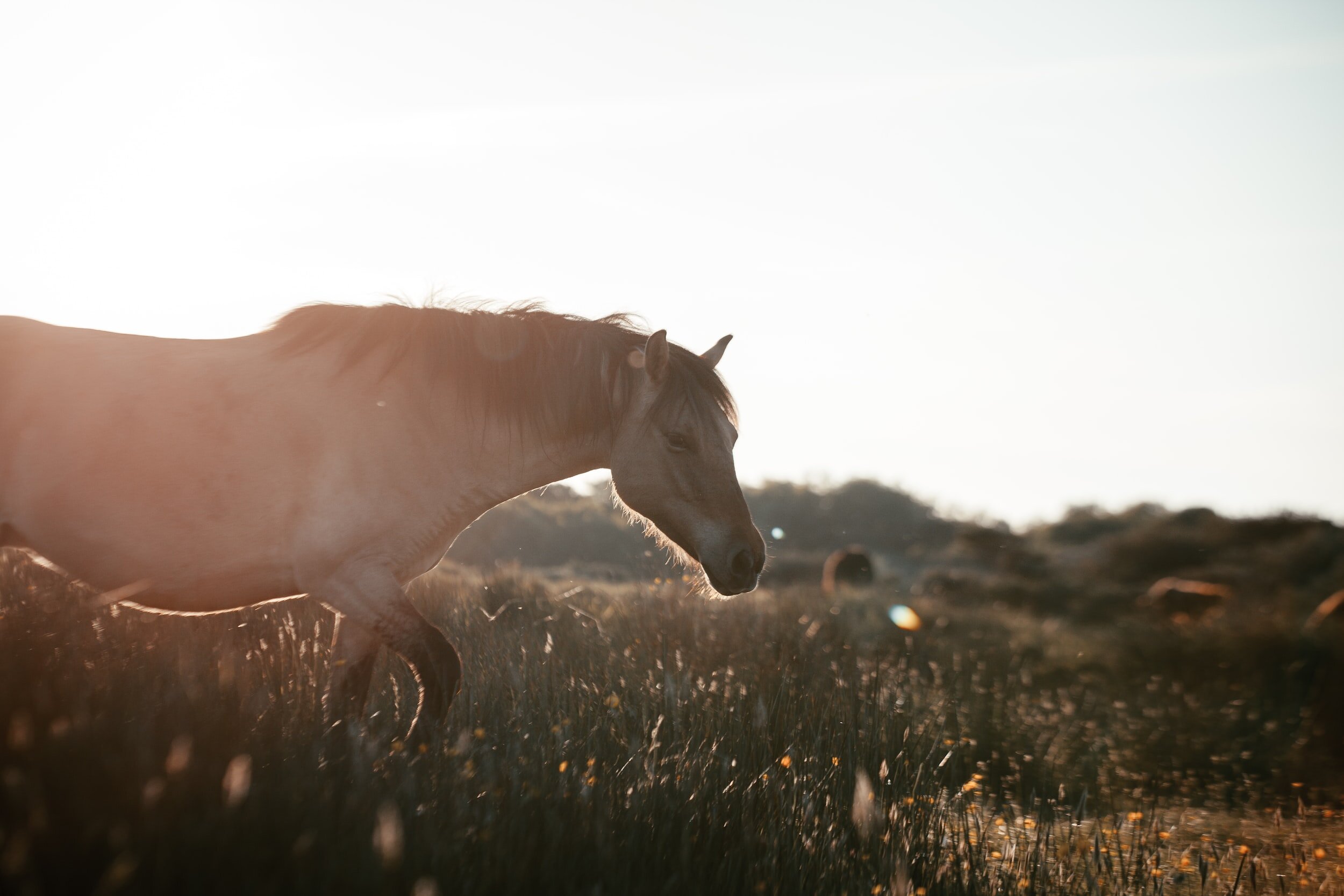 A horse grazing in a sunlit field with a blurred background of hills and vegetation.