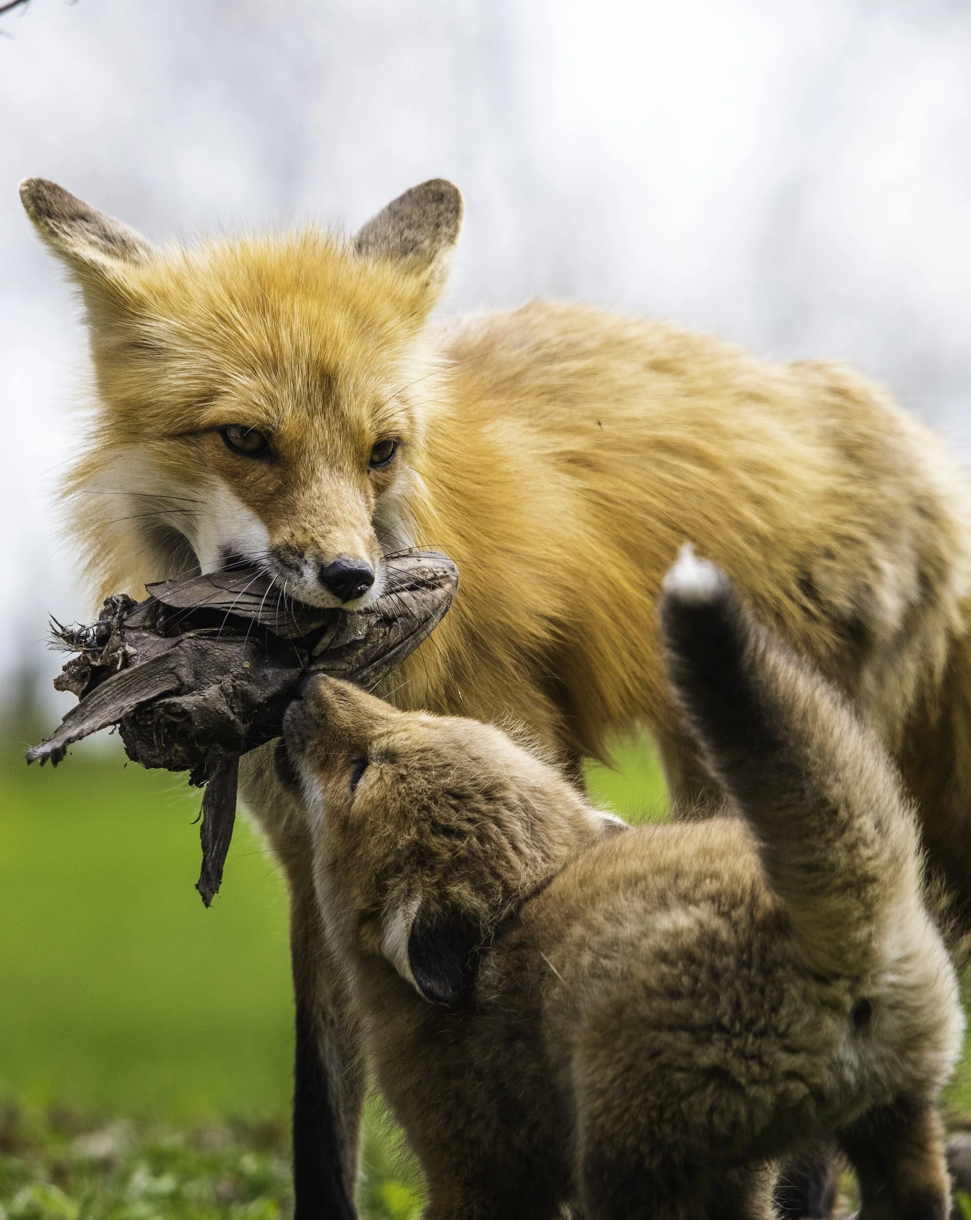 Adult fox holding bird in mouth while fox cub looks up.