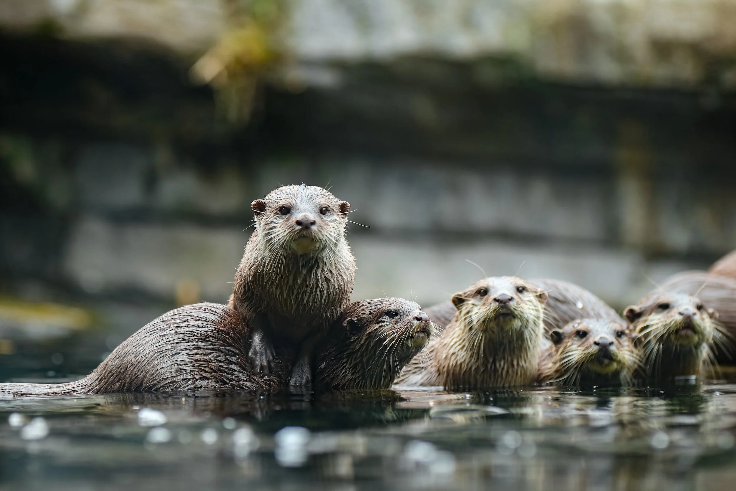 A group of otters in water, one standing on another's back, with a blurred natural background.