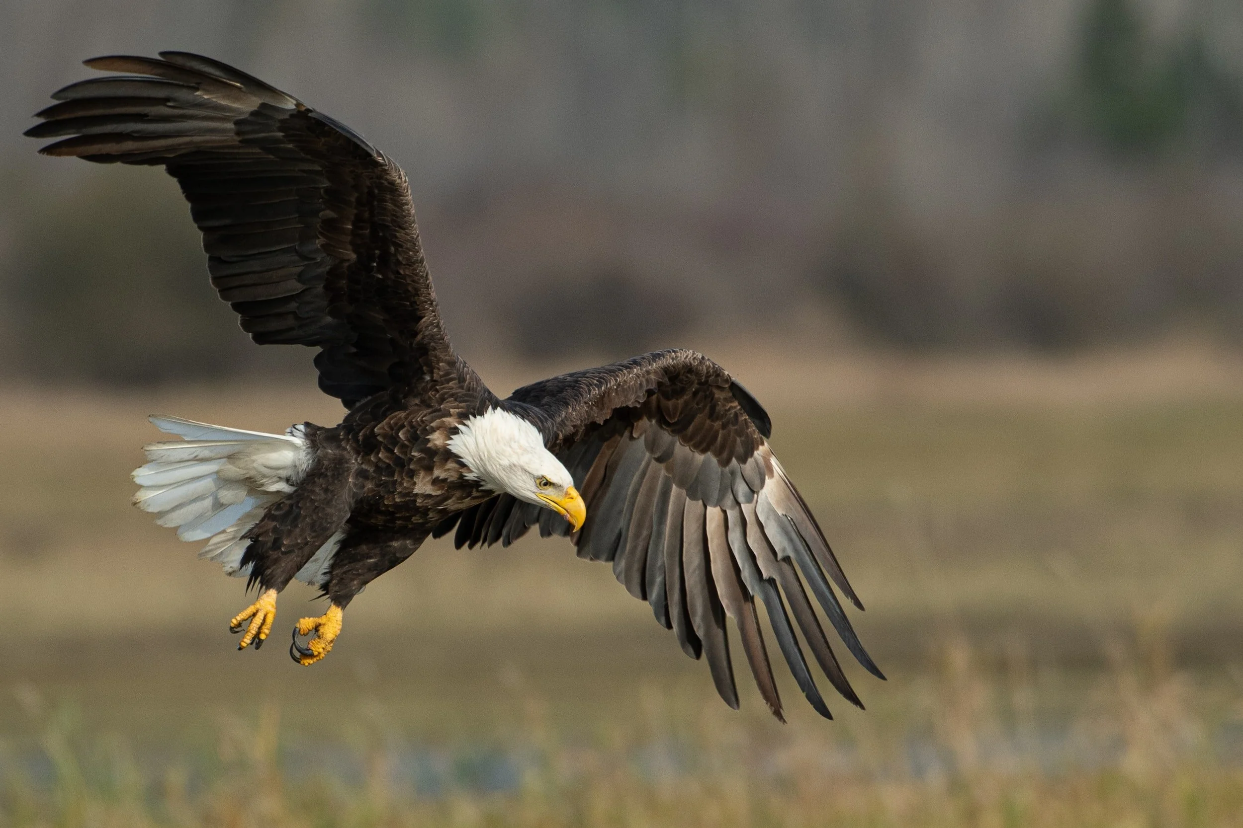 Bald eagle in flight with wings spread, focused on a field below.