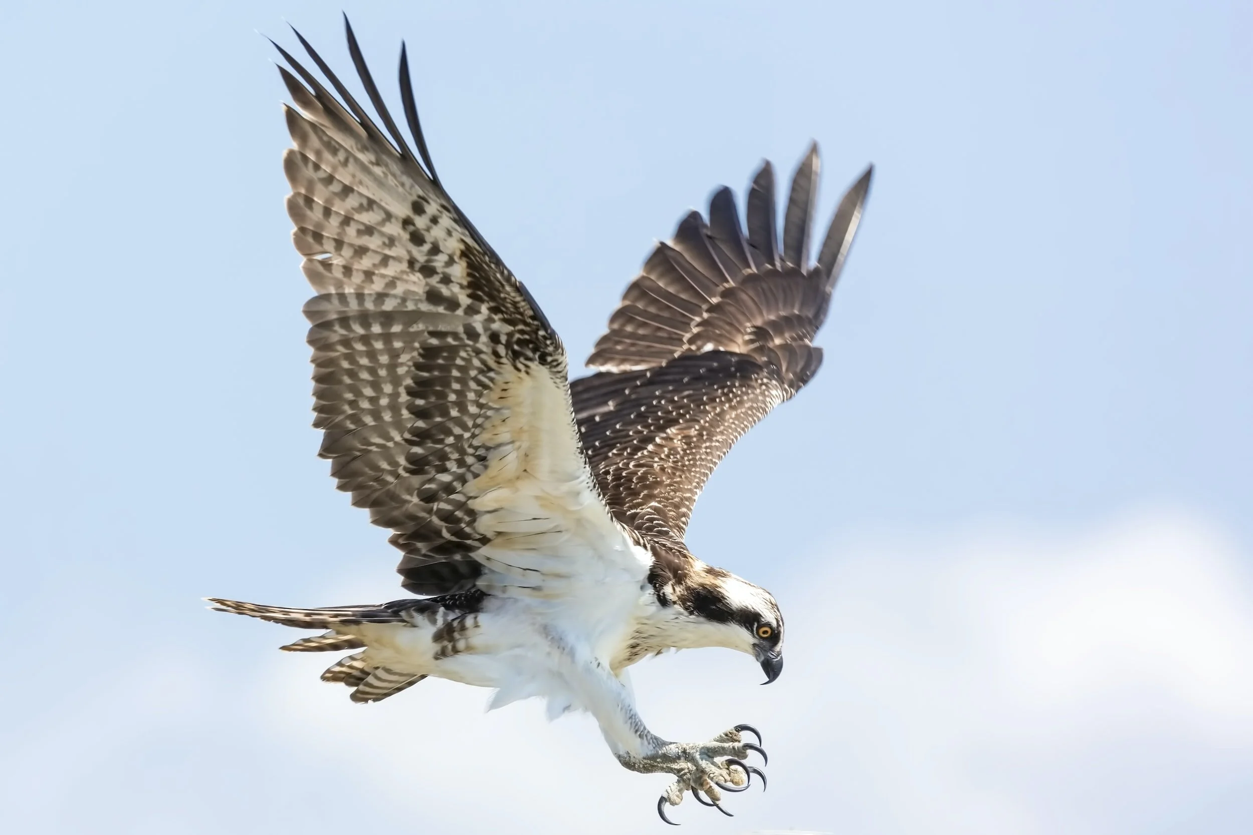 Osprey with outstretched wings and talons extended in flight against a clear sky.
