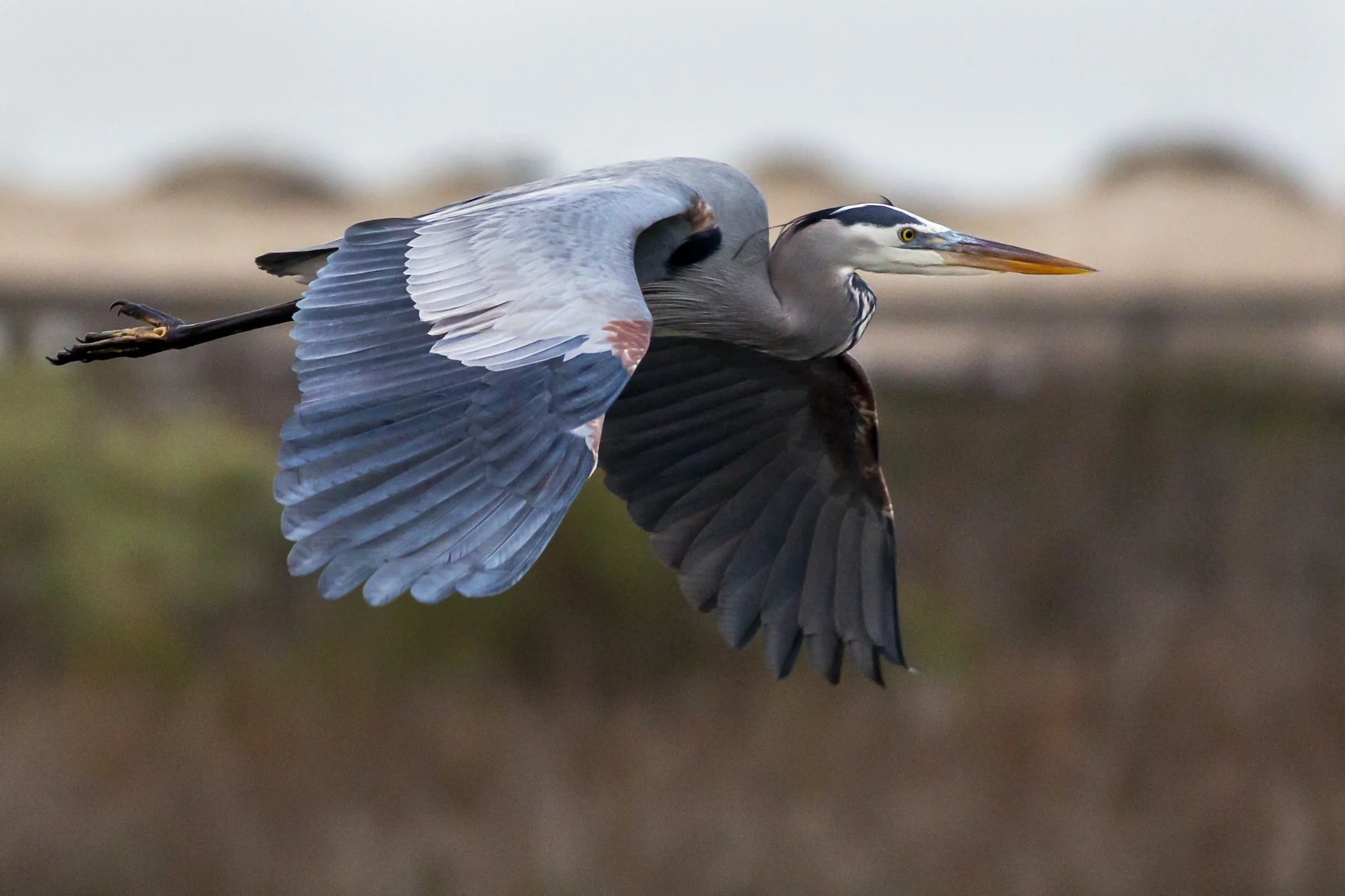 A great blue heron in flight with wings outstretched.
