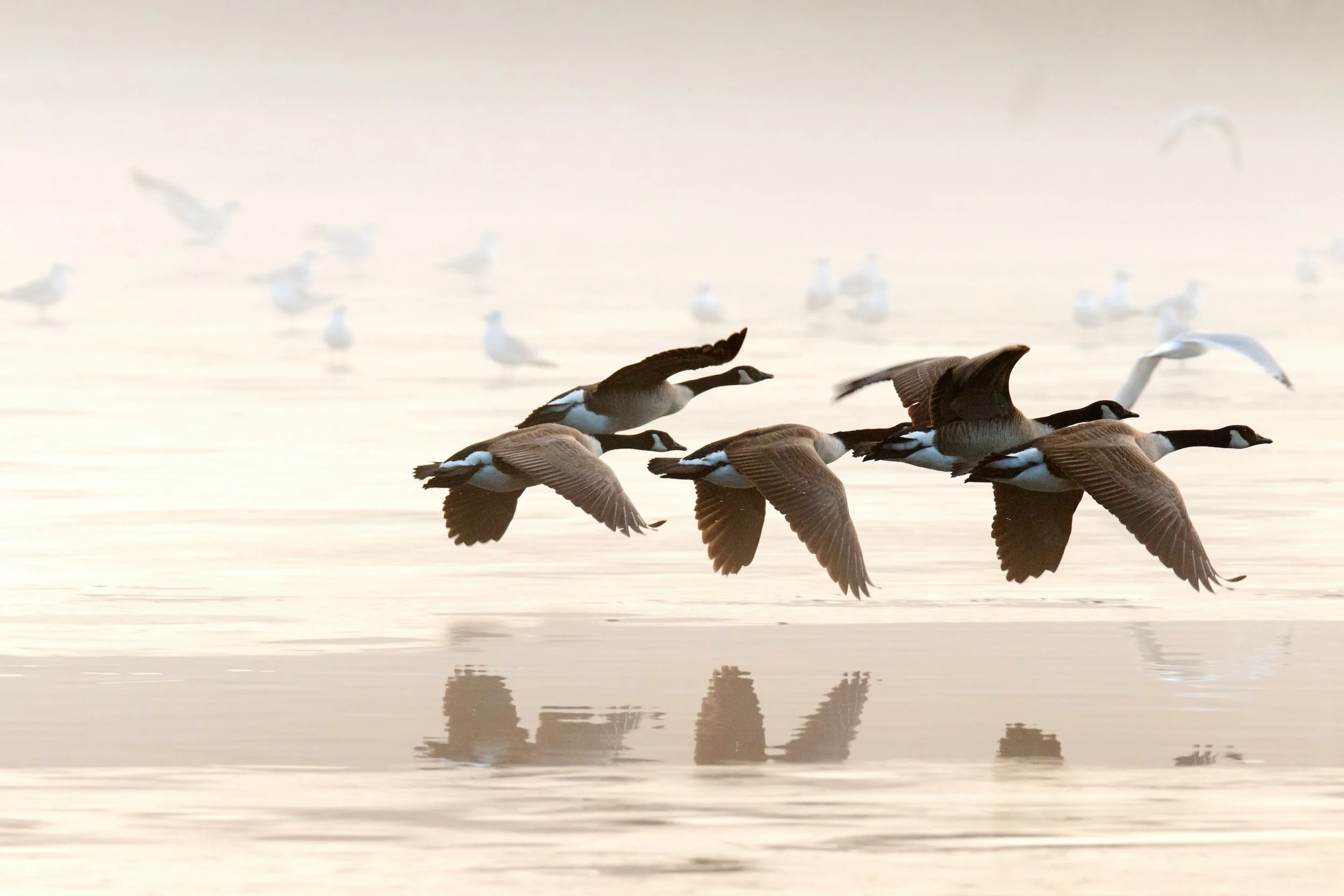 Flock of Canada geese flying over misty water with distant white birds.