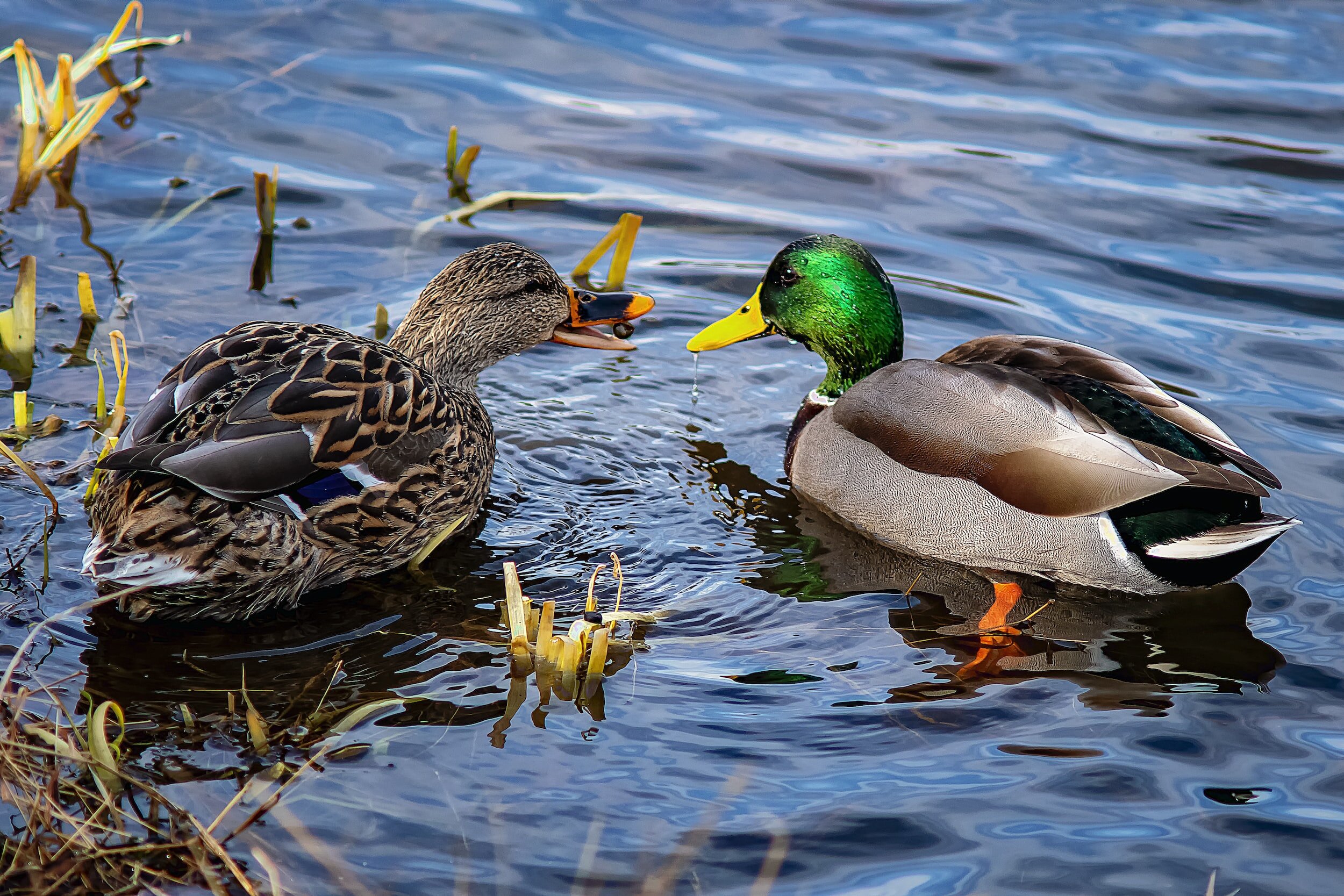 Two mallard ducks, one male with a green head and one female with brown feathers, swimming in water surrounded by plants.