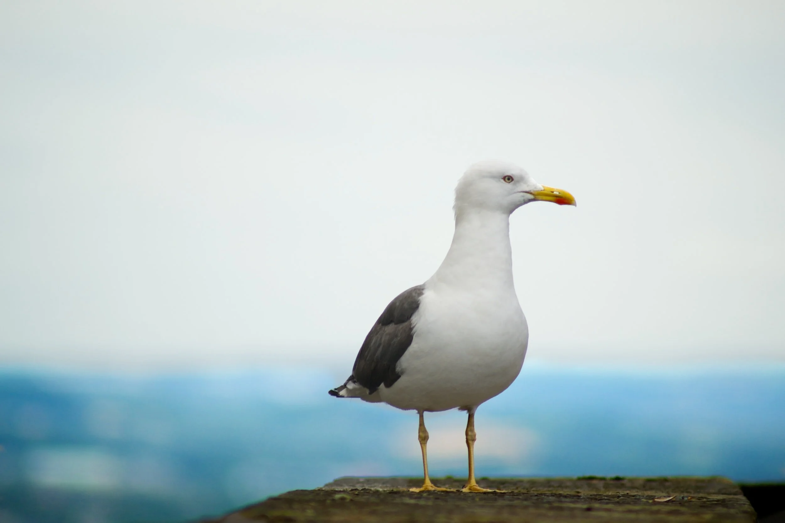 Seagull standing on a ledge with a blurred blue and white background