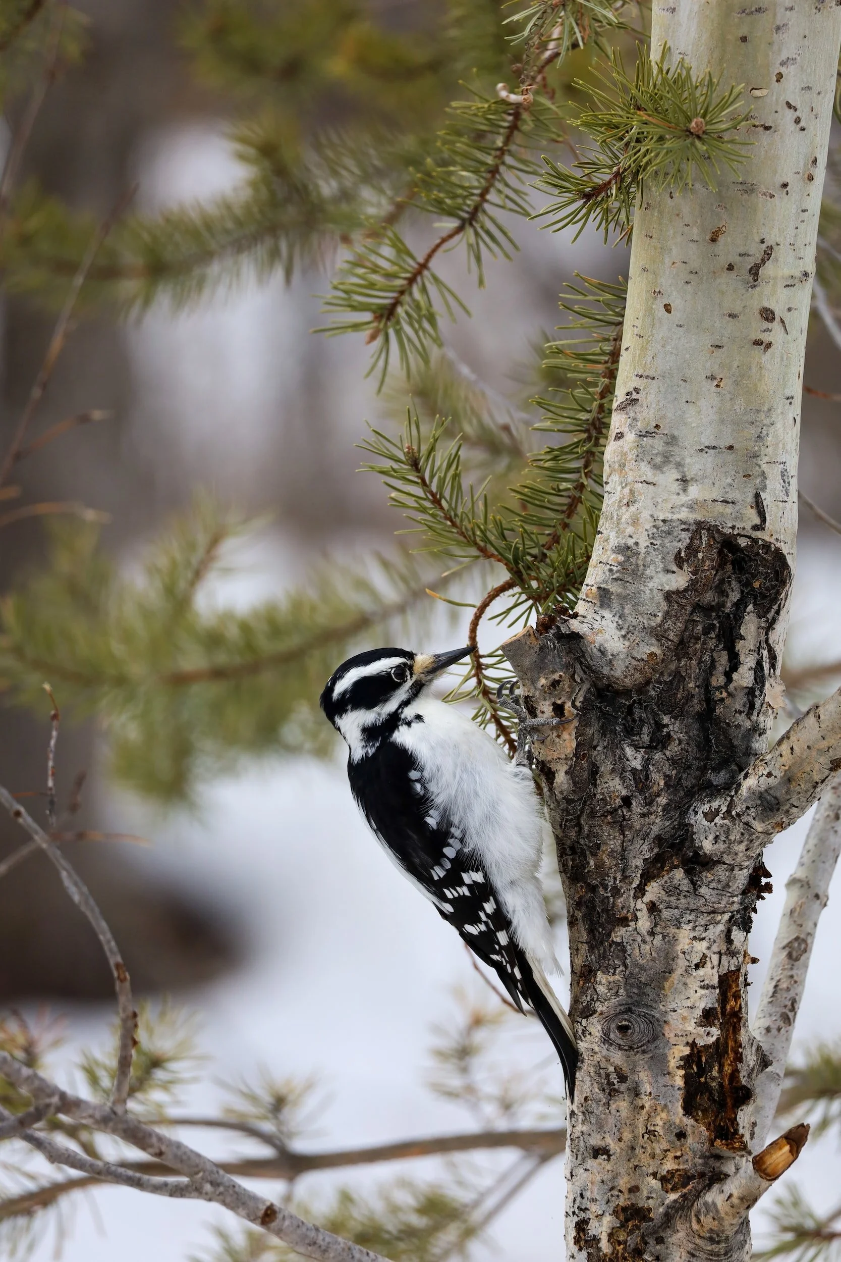 Woodpecker perched on a tree trunk with green pine needles nearby.
