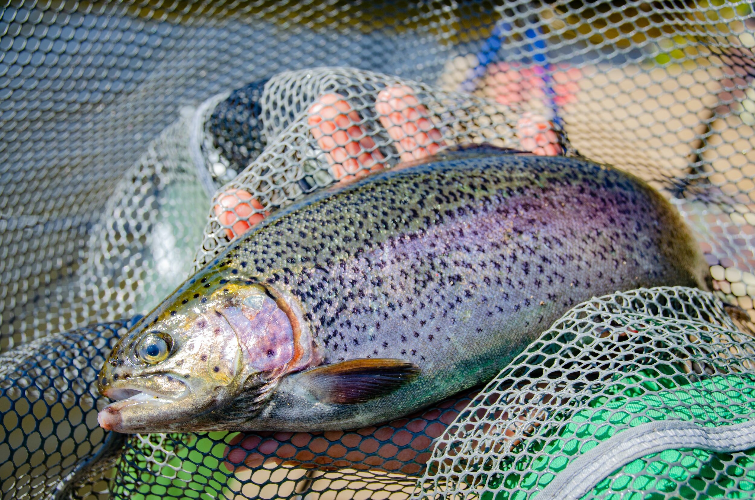 Close-up of a fresh rainbow trout caught in a fishing net.