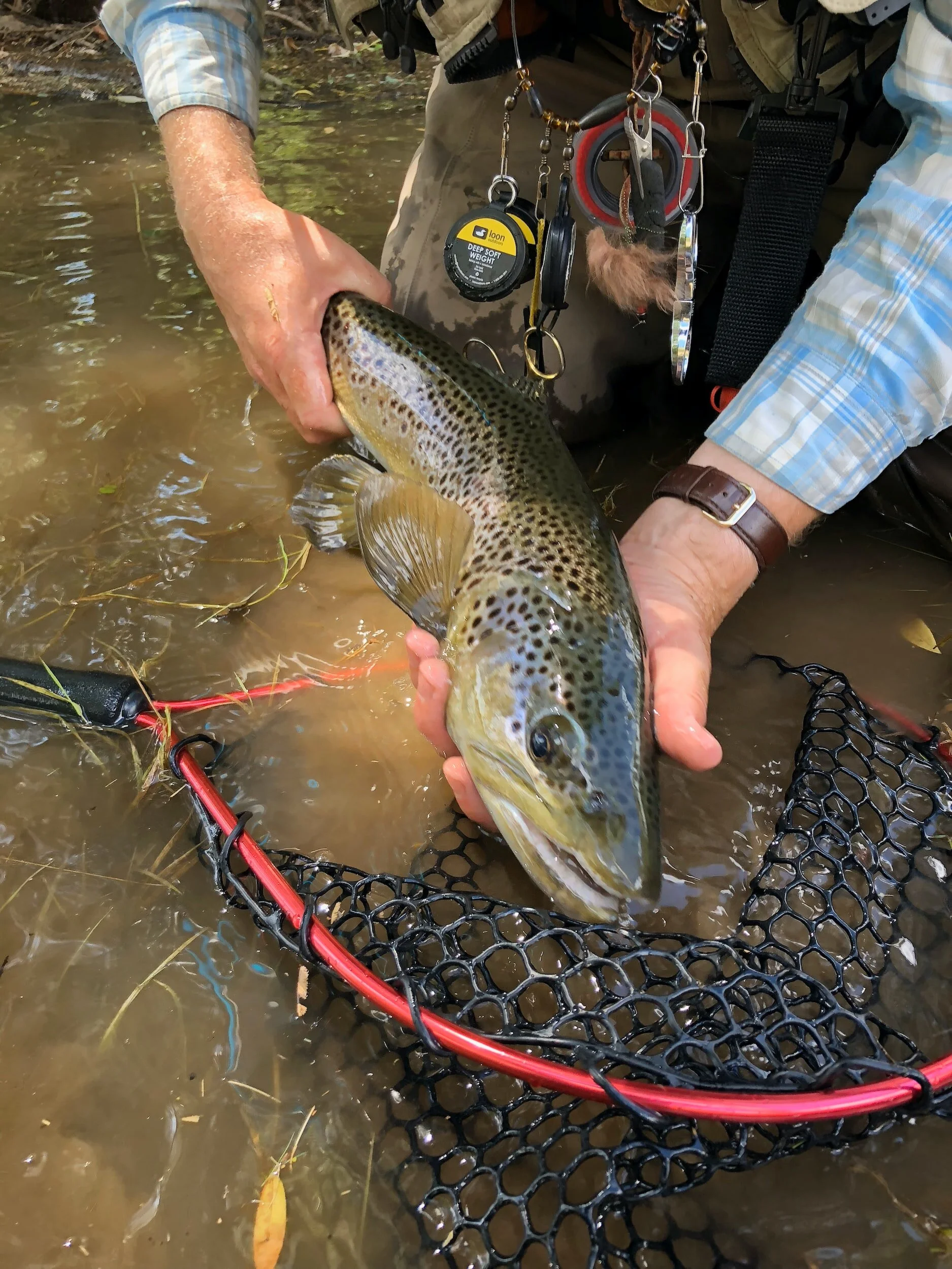 Person holding a brown trout with fishing equipment visible, near a net in shallow water.