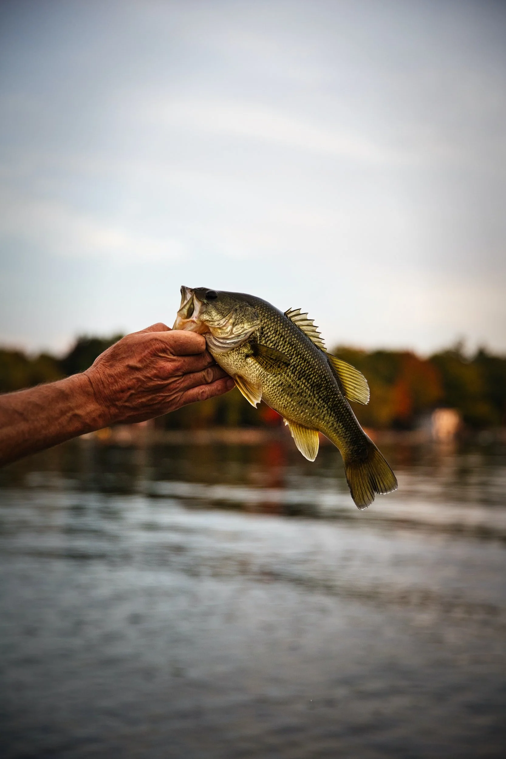 Person holding a largemouth bass near a lake, with water and trees in the background.