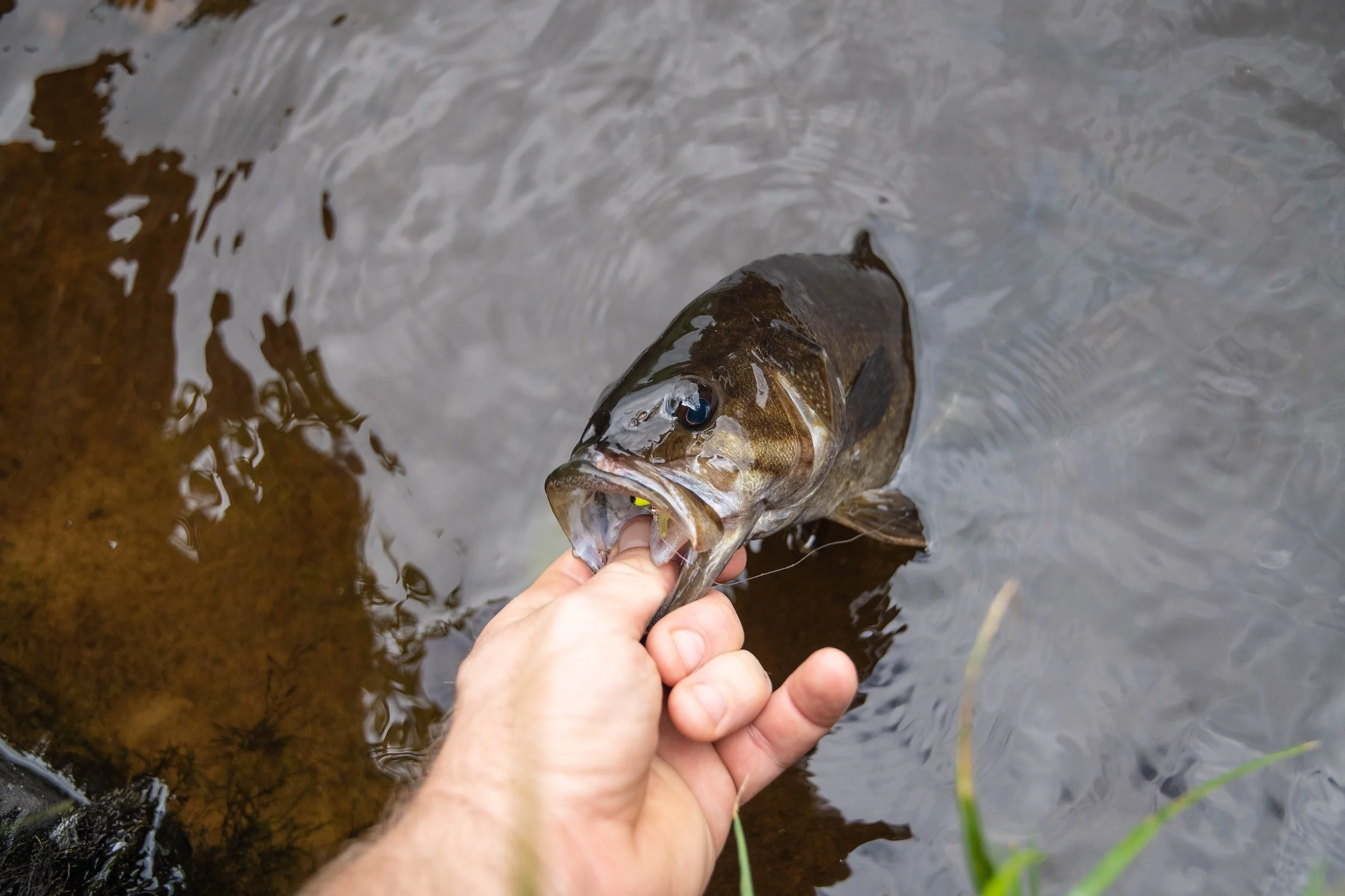 Person holding a fish by its mouth in water