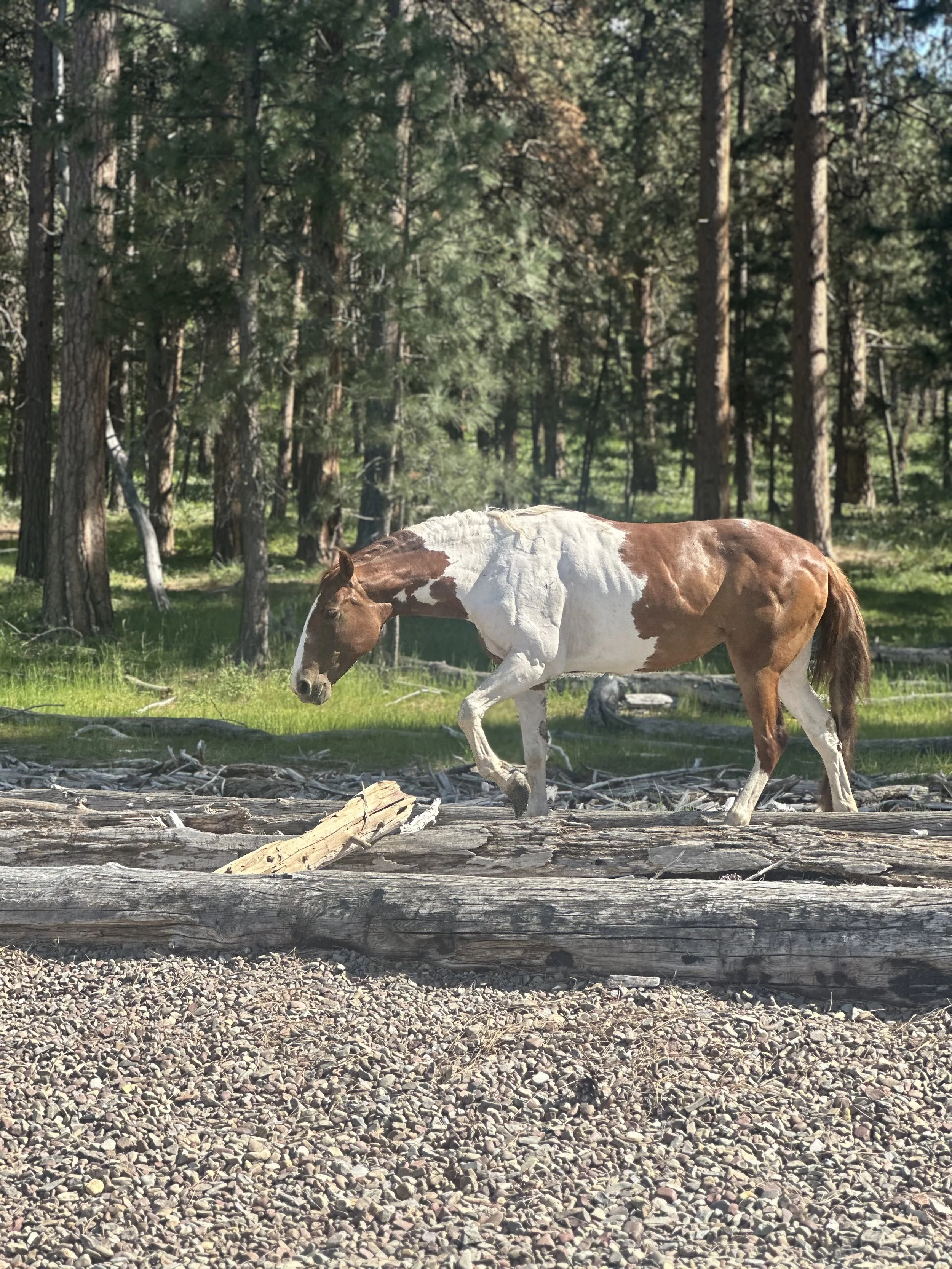 Guide to Exploring Wild Horse Island by Boat