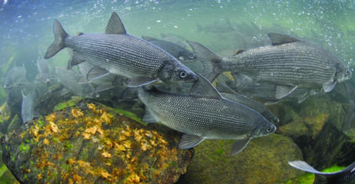School of whitefish swimming underwater near rocks.