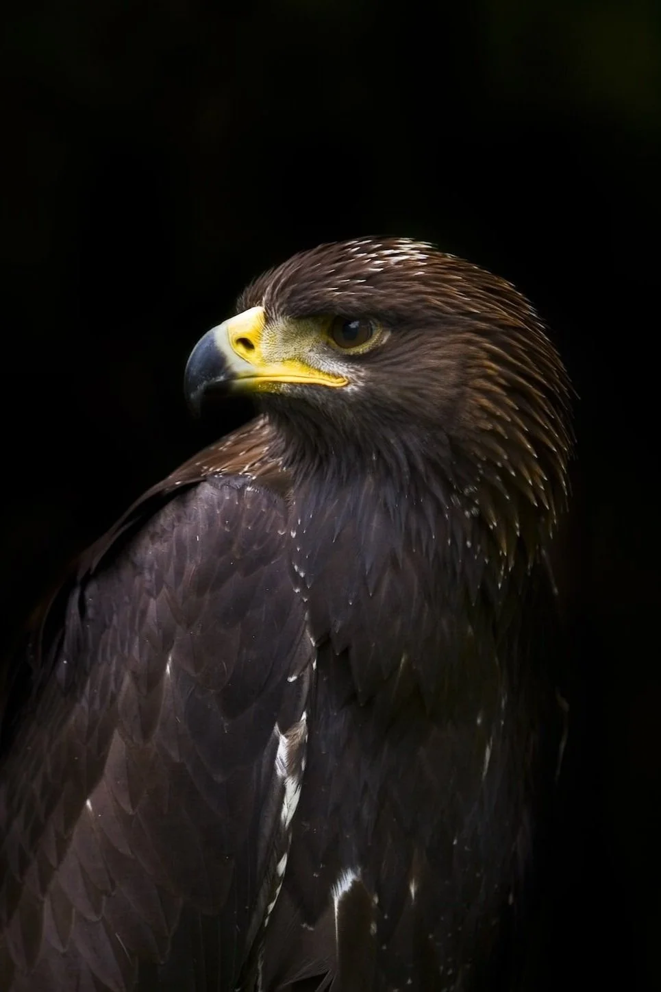 Close-up of a brown eagle with a yellow beak against a dark background.