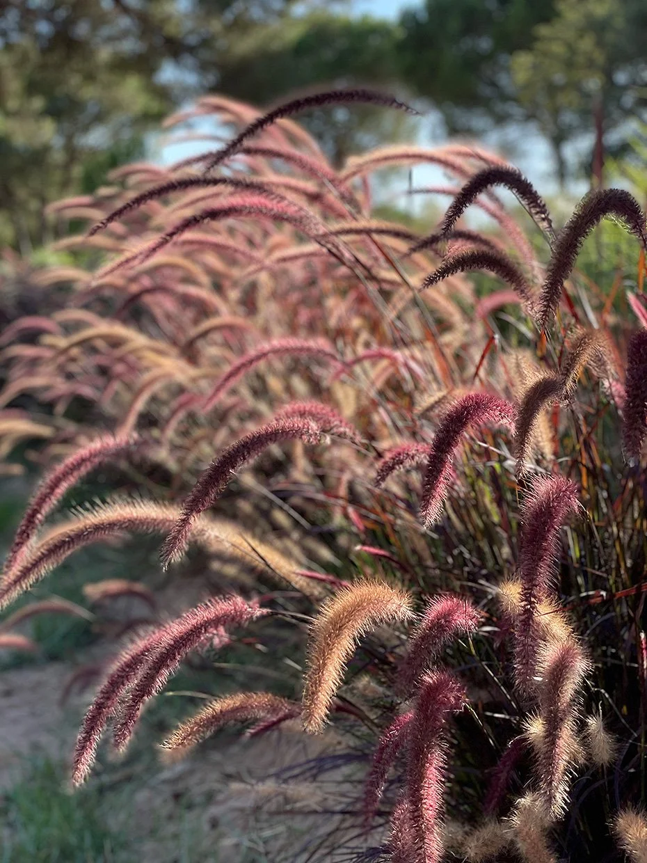 Des herbes ornementales avec des panicules poilues de couleur rouge et beige dans un jardin en plein air.