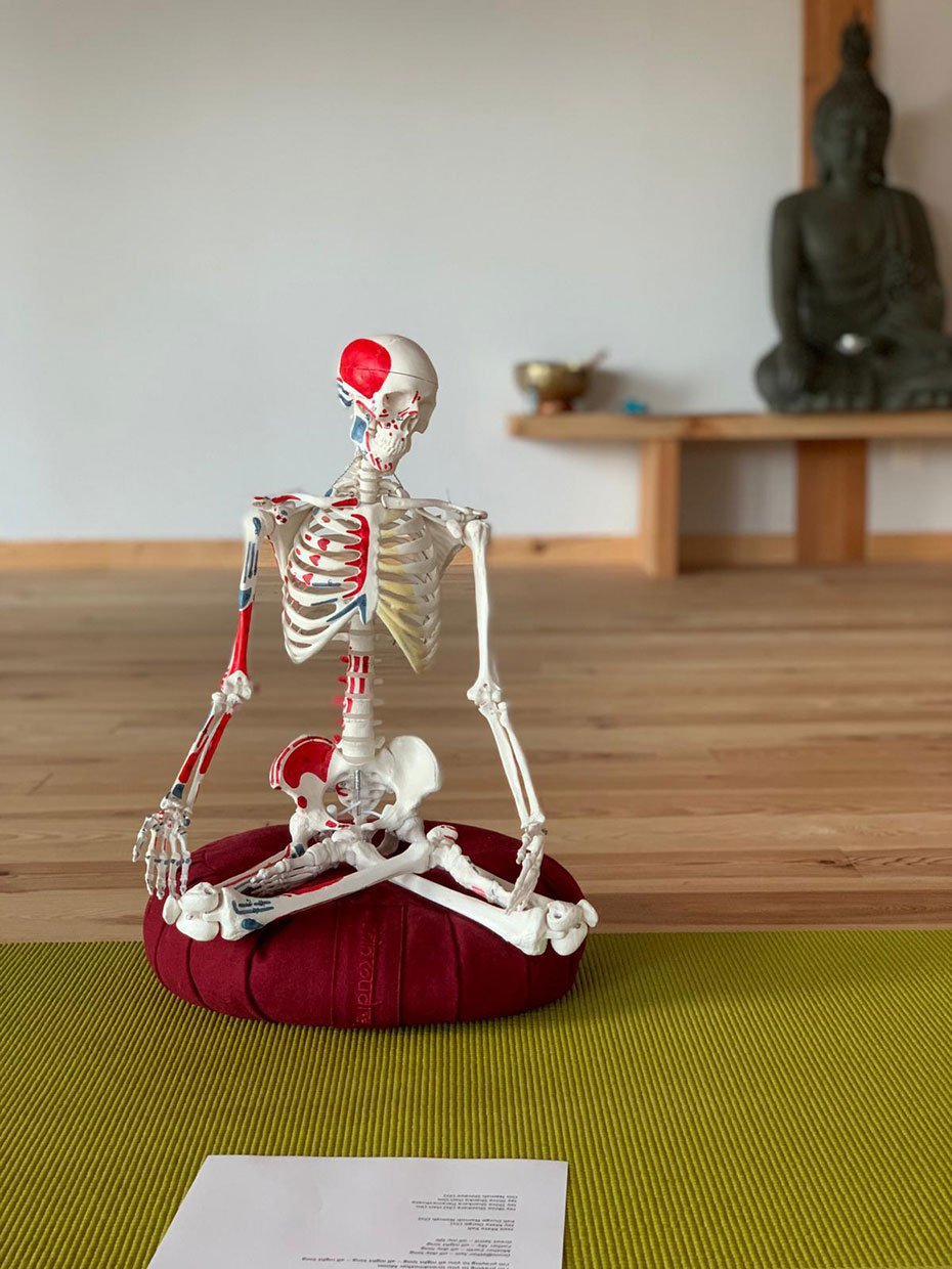 Modèle anatomique en plastique représentant la skeleton humain, positionné sur un coussin rouge sur une surface en bois, avec un fond comprenant une statue de Bouddha et une petite coupe en or