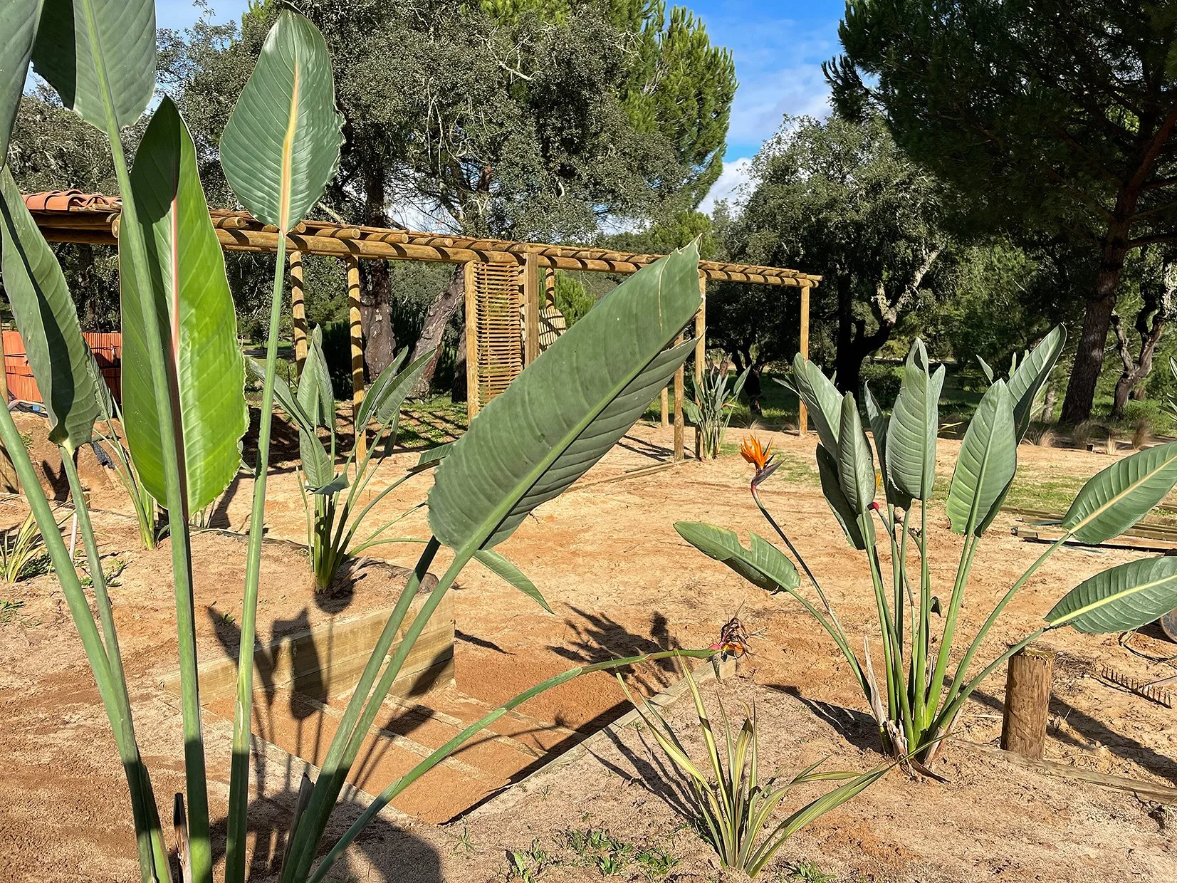 Jardin avec des plants de bananier et une fleur orange, structure en bois en arrière-plan, arbres verts et ciel bleu.
