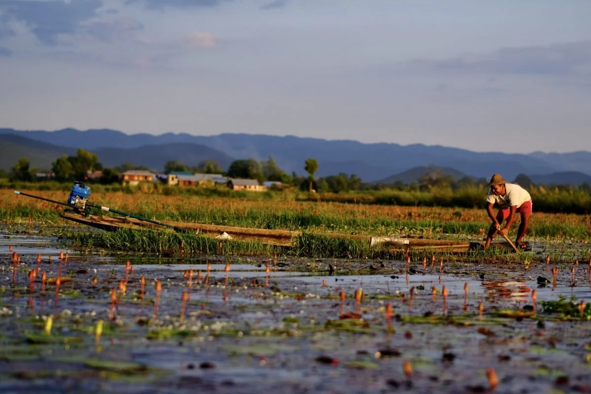 Une personne travaillant dans un champ aquatique, probablement une jeune fermière, avec des montagnes en arrière-plan, en train de cultiver ou récolter des plantes sur l'eau.