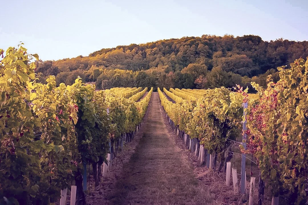 Vignoble avec rangées de vignes vertes et un chemin au centre, près d'une forêt en arrière-plan, sous un ciel clair.