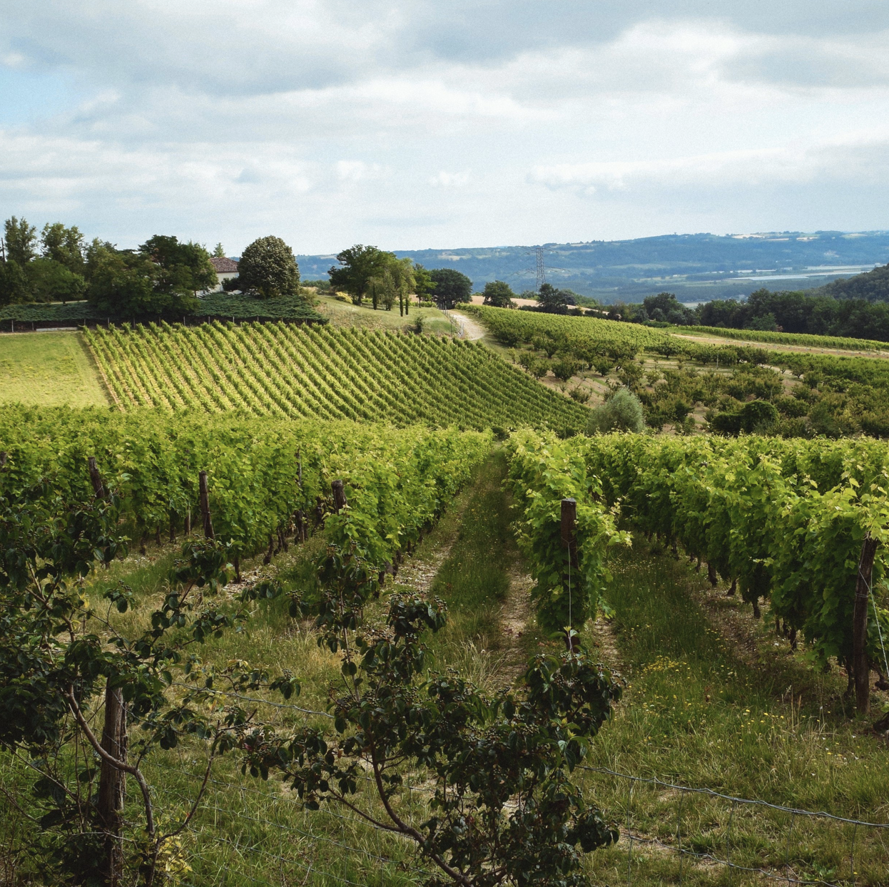 Vignoble avec rangées de vignes sur une colline, arbres et ciel nuageux en arrière-plan.