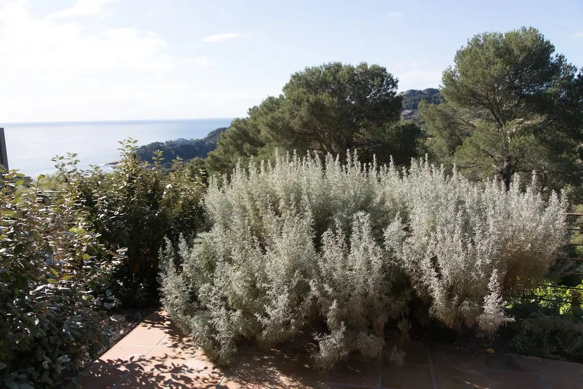 Vue d'un jardin avec de grands arbustes gris argenté, entourés d'arbres verts, avec la mer à l'horizon et un ciel bleu clair.
