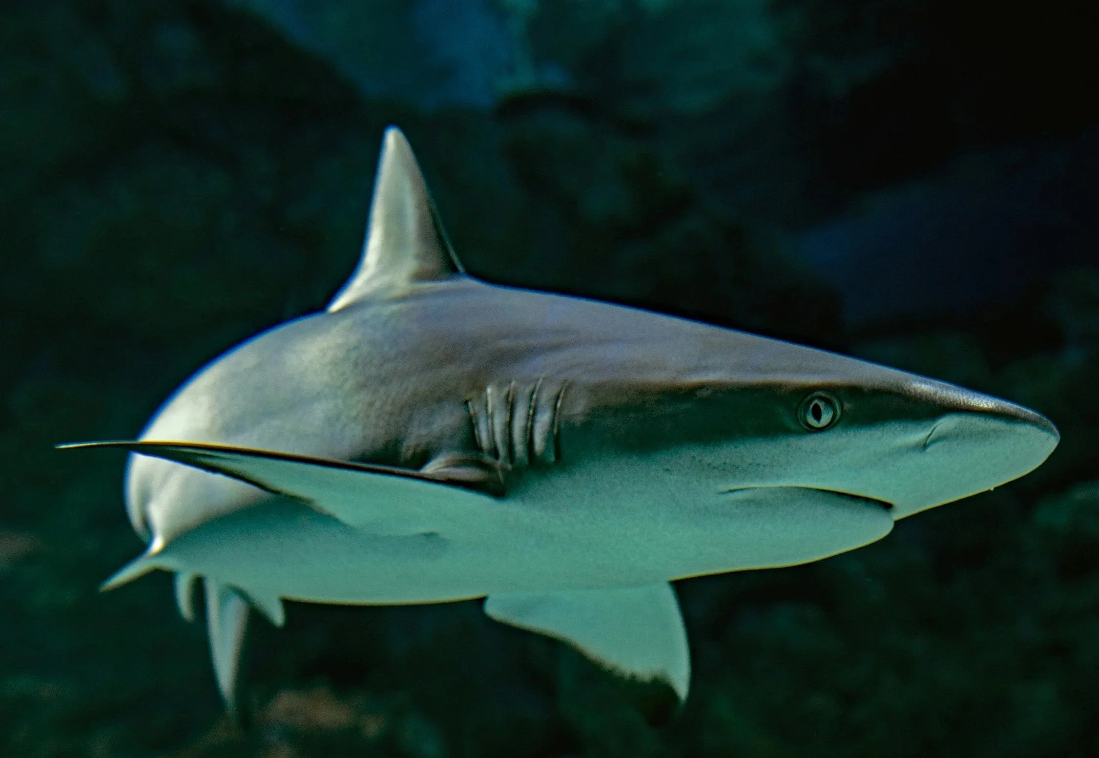 Sharks can be communicated with