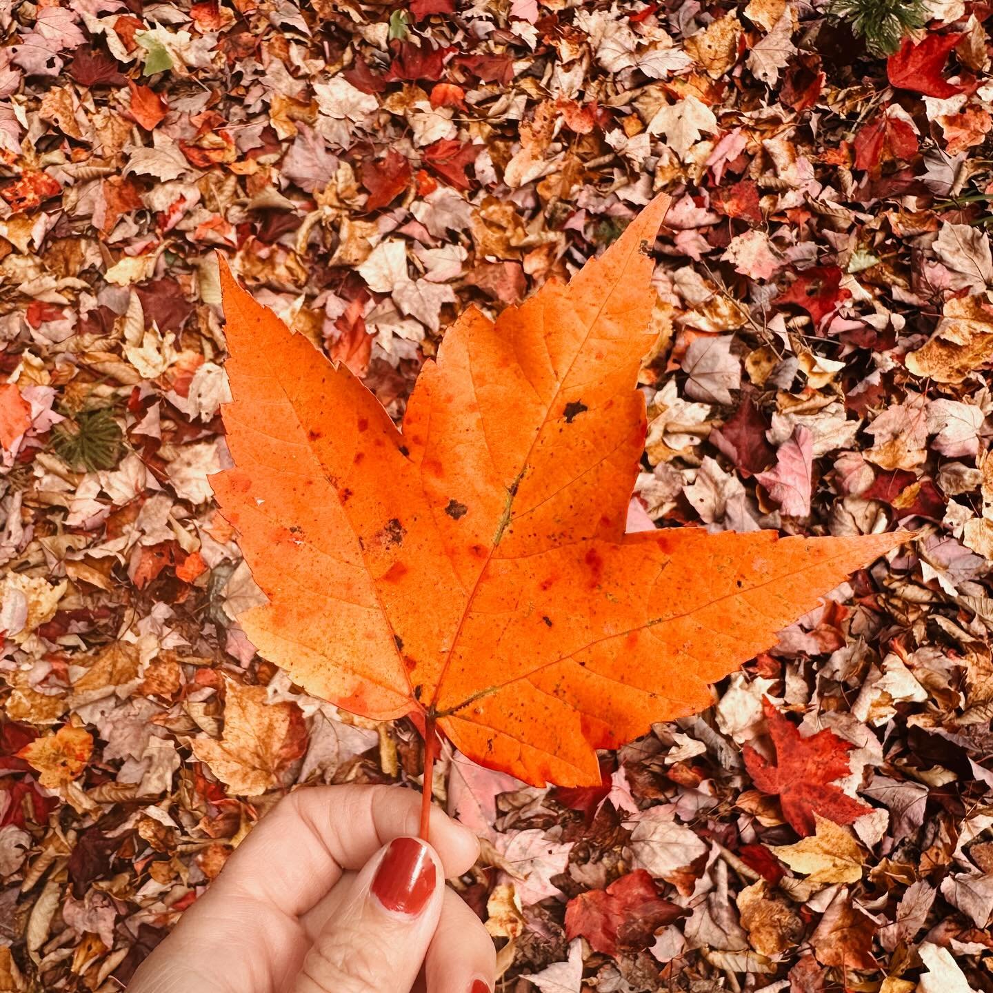 Happy end of peak 🍁 season.

We had a later than average peak this year due to a warmer Sept, but don&rsquo;t miss out on the tail end of the Aspen (poplar colour) and next peak Tamarack colour. We love a golden encore. 👀💛✨🍂

The trails are waiti