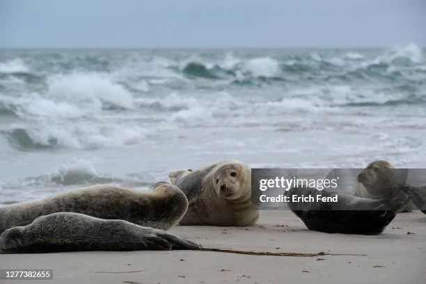 gettyimages-1277382655-612x612.jpg
