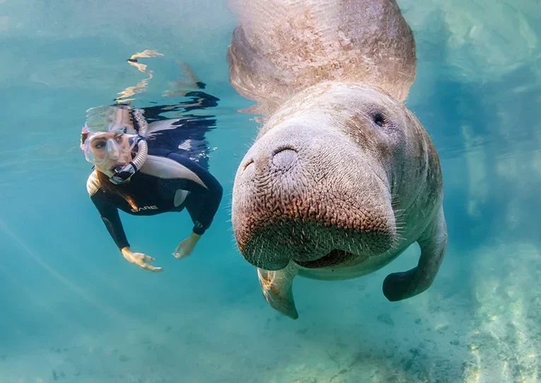 manatees-and-manatee-tours-courtesy-of-discovercrystalriverflcom-1.webp