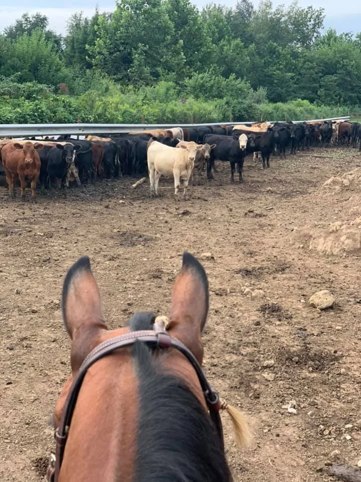 Ladd Cattle Co. Grass Fed, Grain Finished Beef Kentucky Proud