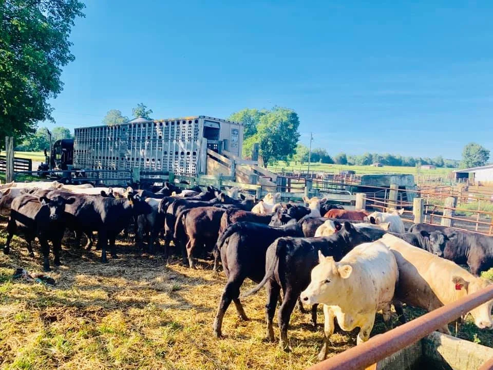 Ladd Cattle Co. Grass Fed, Grain Finished Beef Kentucky Proud