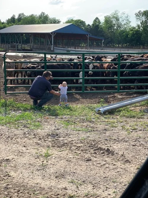 Ladd Cattle Co. Grass Fed, Grain Finished Beef Kentucky Proud