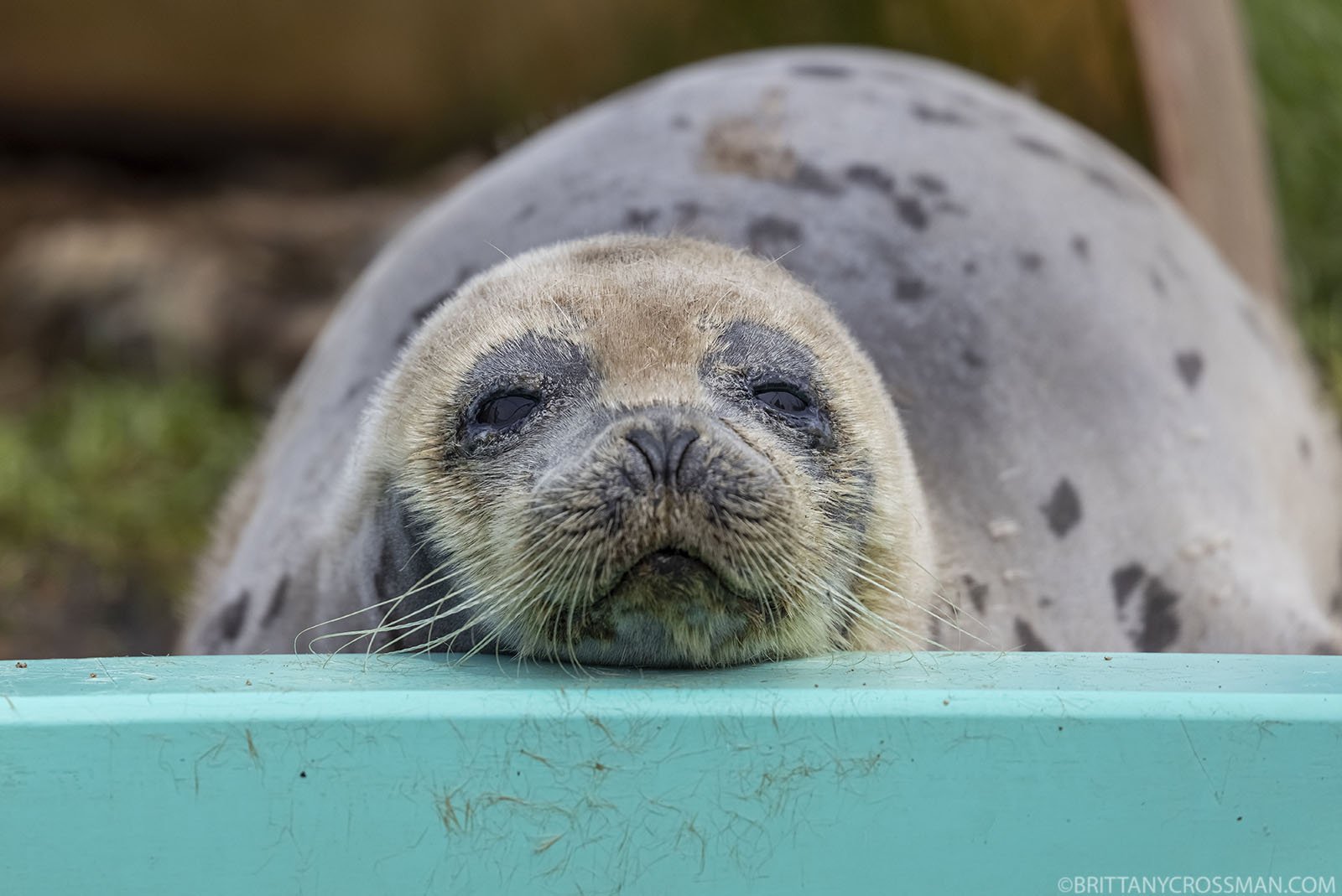 Rehab 02 - Harp Seal.jpg