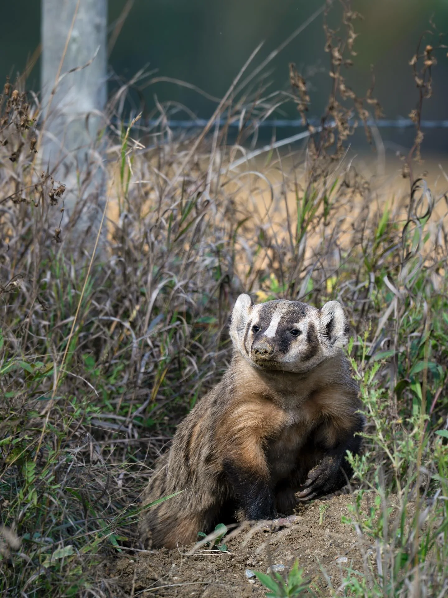 I&rsquo;ve noticed a couple of interesting things this summer. First, I am becoming more and more drawn to &ldquo;busy&rdquo; environmental shots. Images where nature seems as viscerally alive as the subject in the photo. Of course, sometimes these s