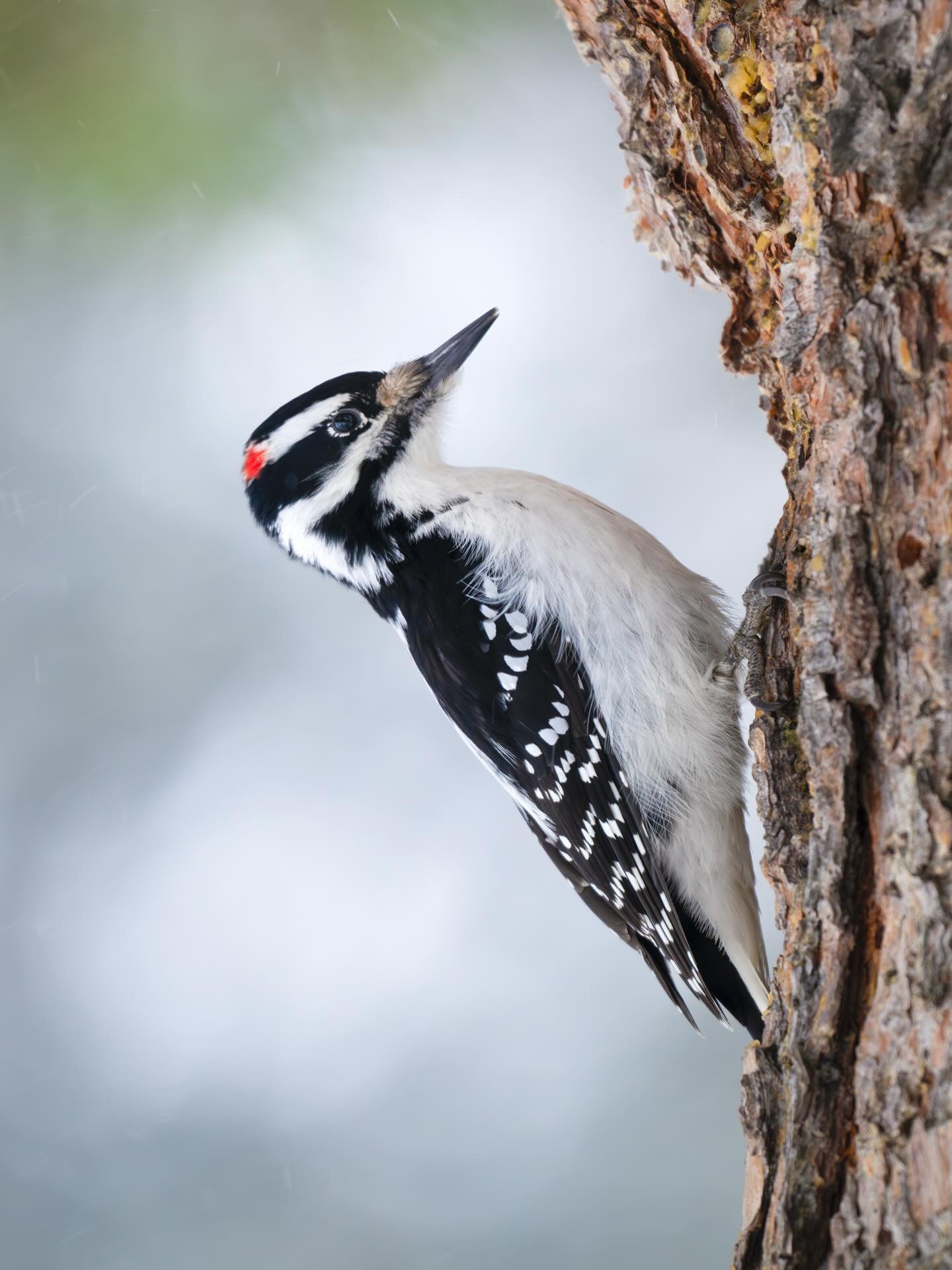 One of the upsides to post-holiday winter is that the days tend to slow down enough that I can get out with my camera. I also love to challenge myself with the fresh mindset that can come with the beginning of the new year. In the vein of resolutions