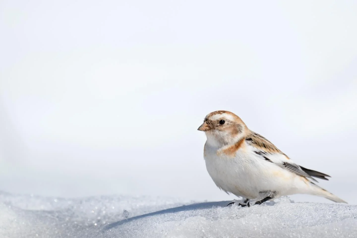 Sometimes life can be weirdly serendipitous.&nbsp;

I&rsquo;ve been thinking about this snow bunting photo since I took it last spring. I knew I wanted to try something different with the shot but couldn&rsquo;t find the right motivation. After month