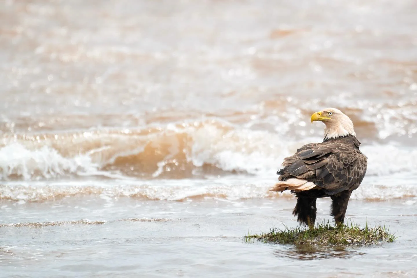 What do you get when you combine one of the world&rsquo;s most iconic birds of prey with the legendary red sands of Prince Edward Island? A salty ginger? A regal eagle? Or, maybe it&rsquo;s just a moment you won&rsquo;t soon forget.

#princeedwardisl