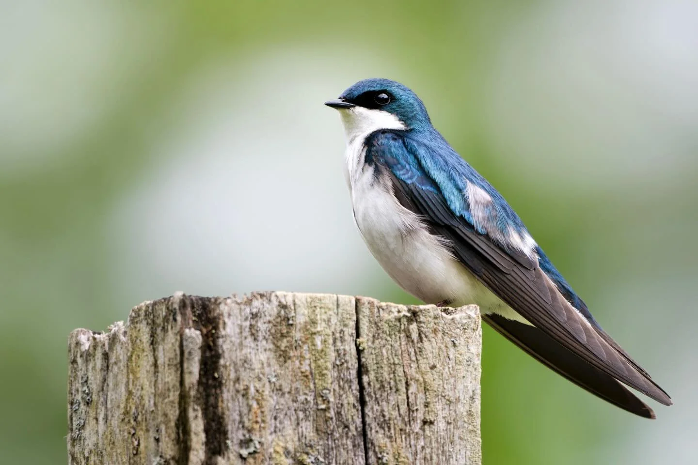 Happy spring equinox! Although it&rsquo;s a little less tree swallow bejewelled by the sun, and a little more mud and snow here in Manitoba, the first day of spring always makes me dream of green. 

#treeswallow #birds #wildlifephotography #wildlifep