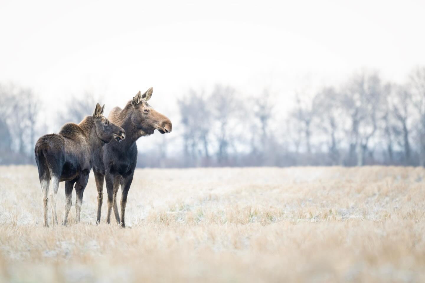Had a great chat, about social media, with some awesome teenagers the other day, and they said that most popular content online was brainrot content. They told me to that if I wanted my posts to go viral, I had to use a Weezer song and include low qu