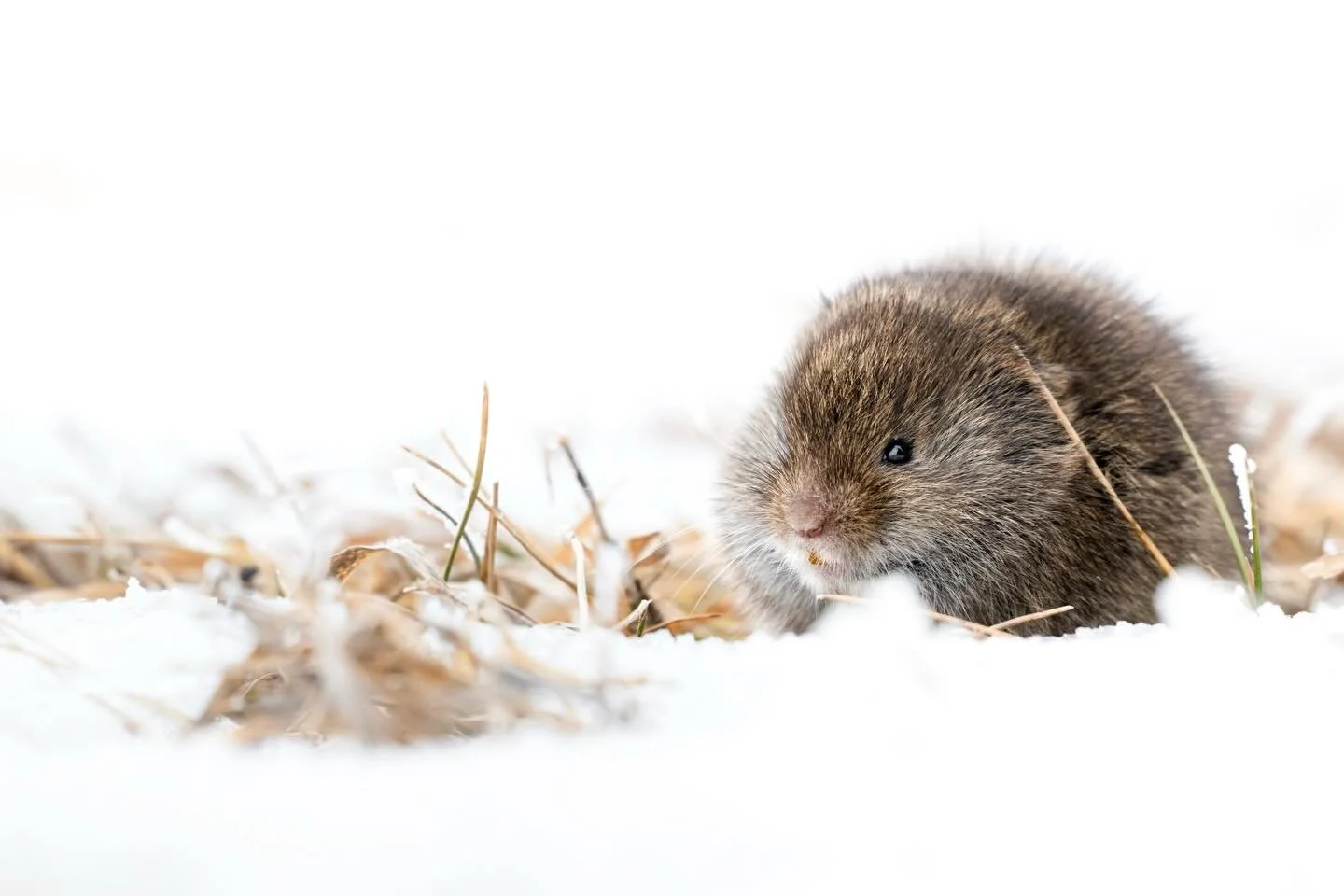 While it seems like the snow is finally starting to melt, I can&rsquo;t stop thinking about this adorable winter encounter I had. 

I startled this vole out of an old boot print in the snow, and it proceeded to scurry along the icy drifts and disappe