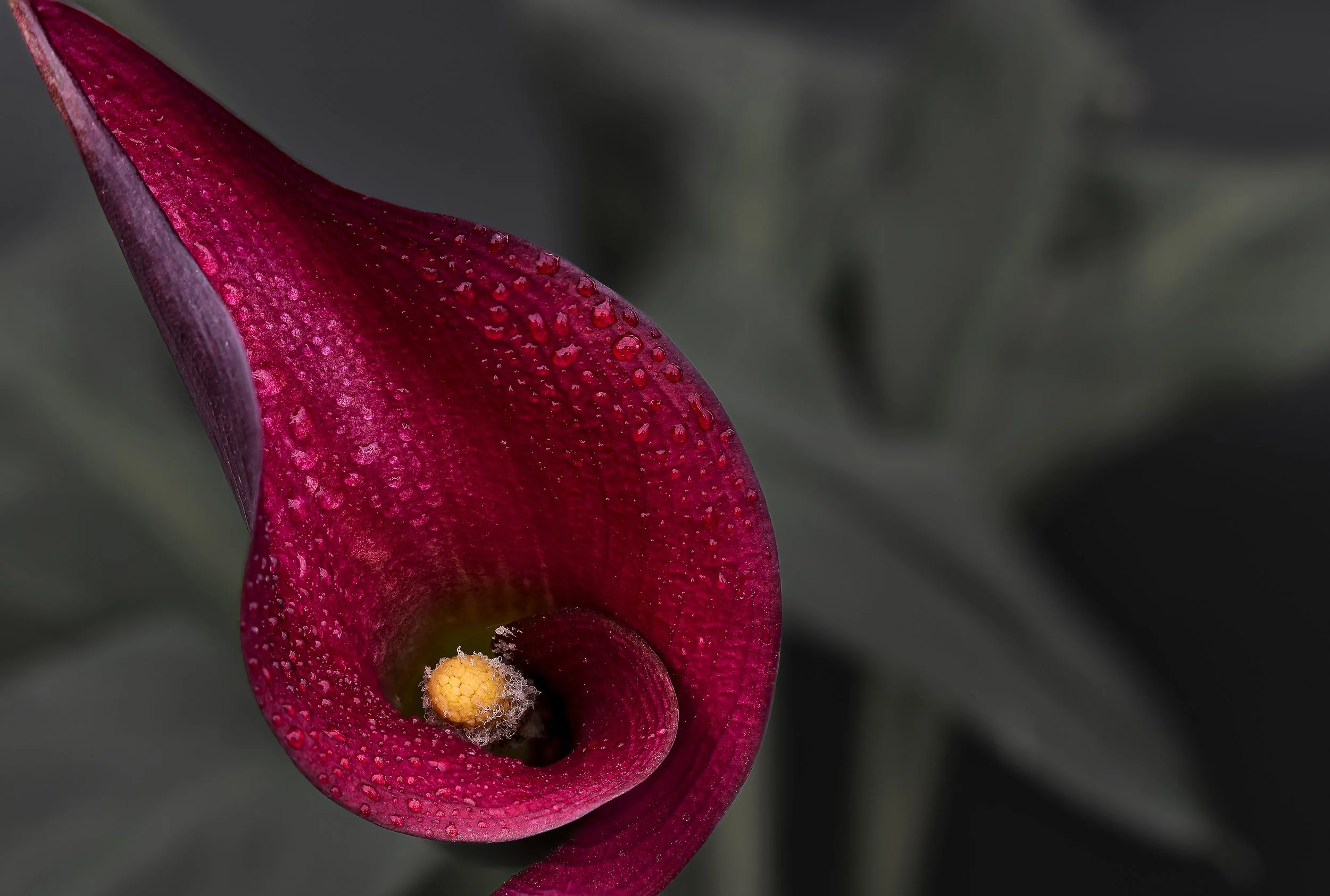 Dustin_Focus_A Drop of Lily.jpg