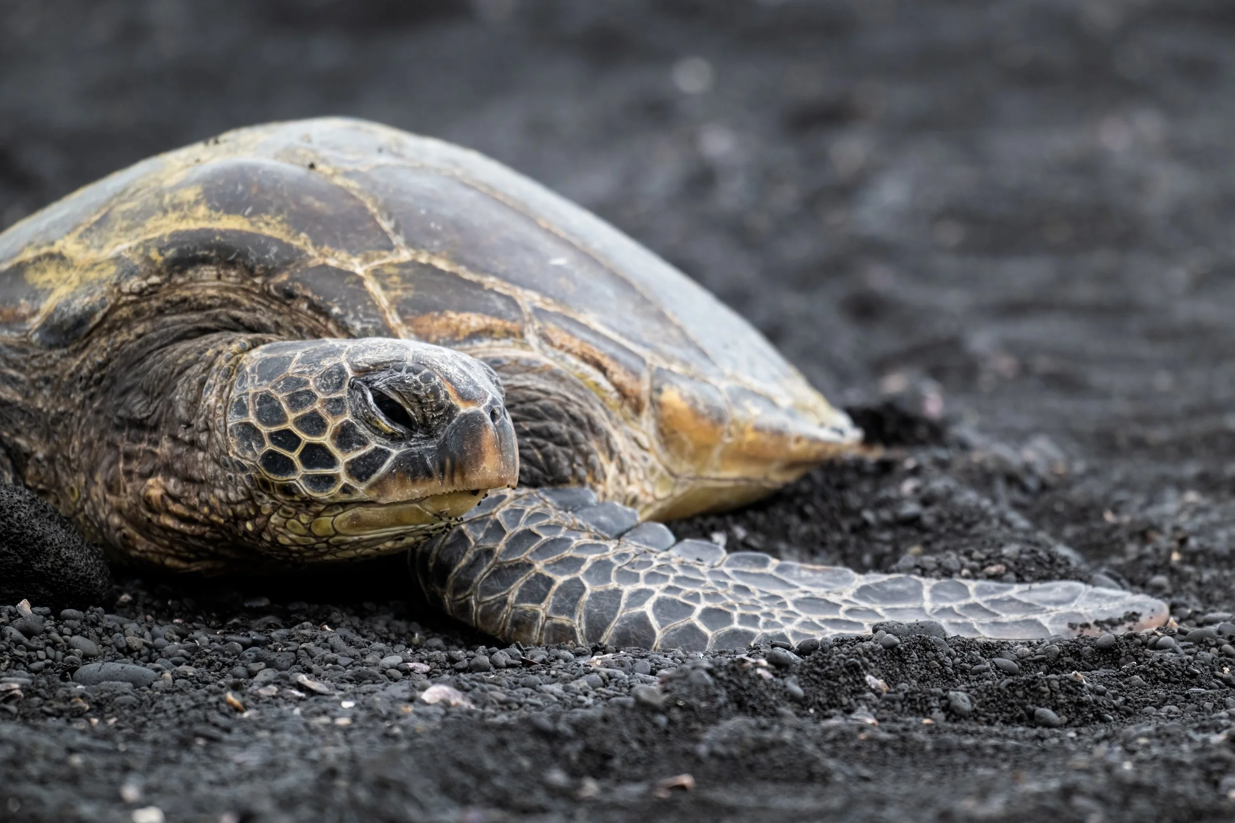 Sea_Turtle_TDU3038_003 copy.jpg