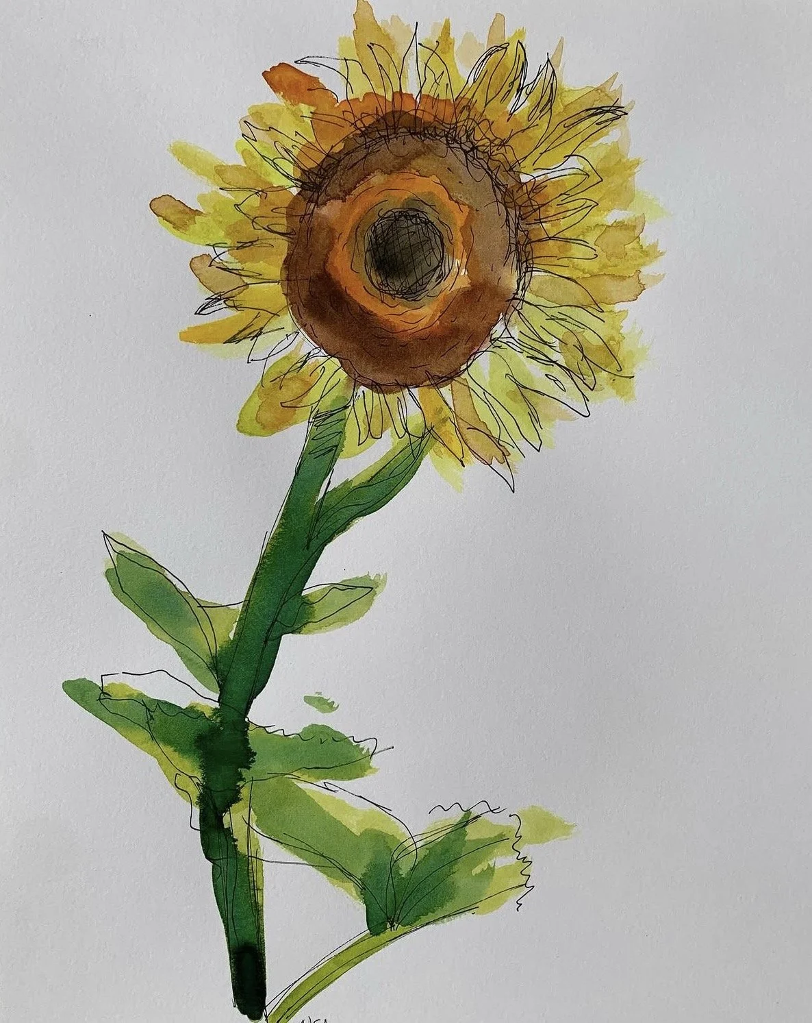 Sunflower