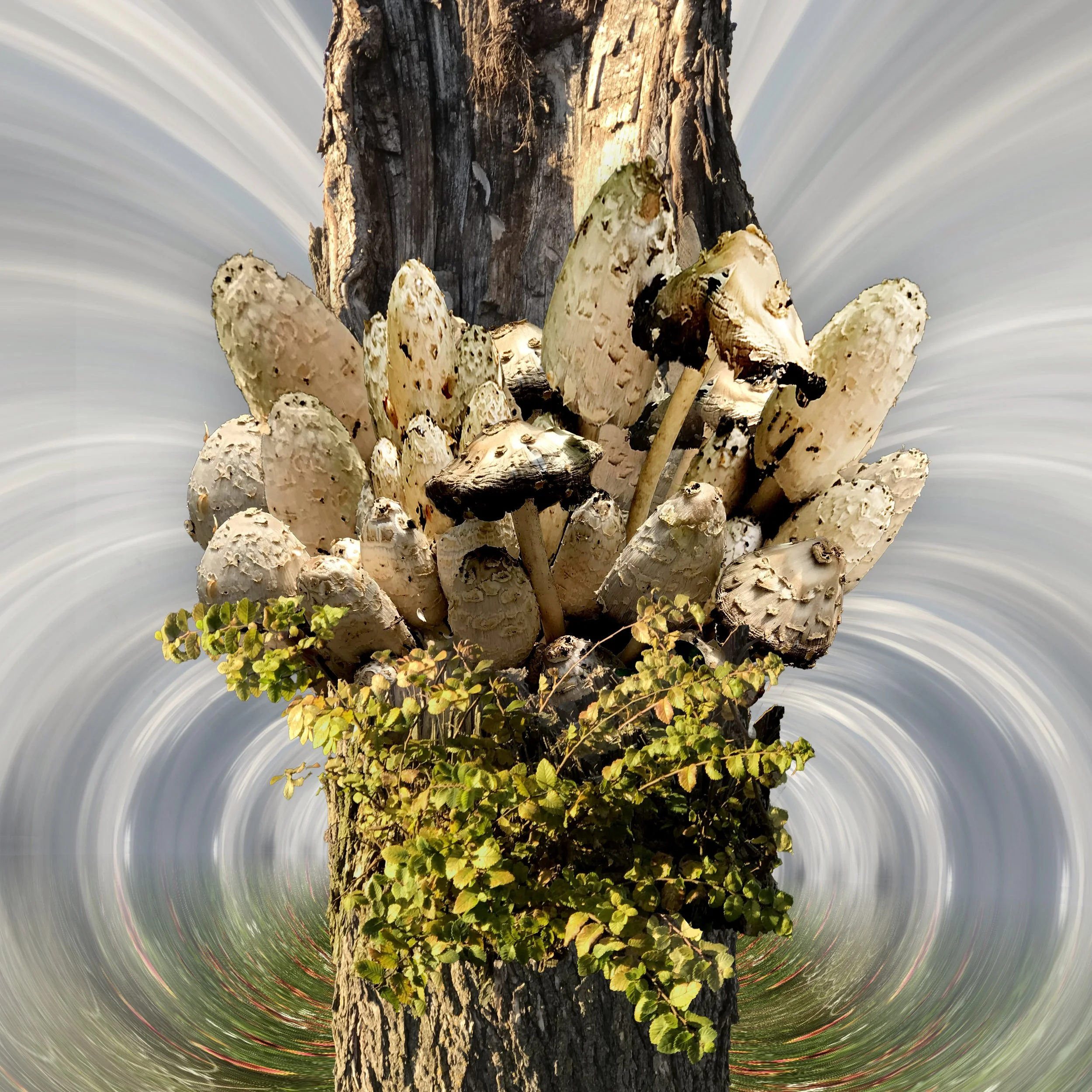 Sheila Cunningham - Mushrooms in Tree