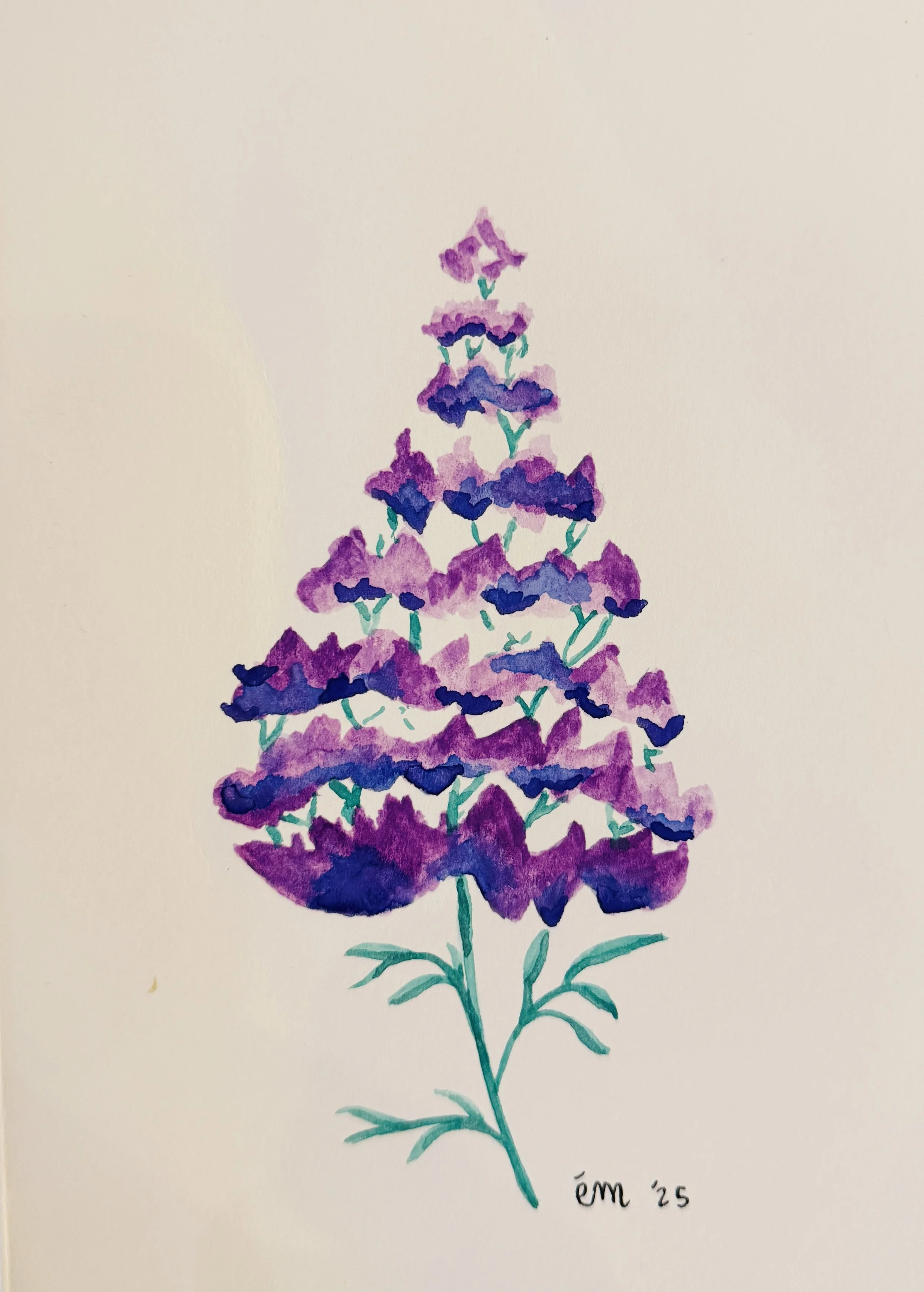 Alaska Lupine