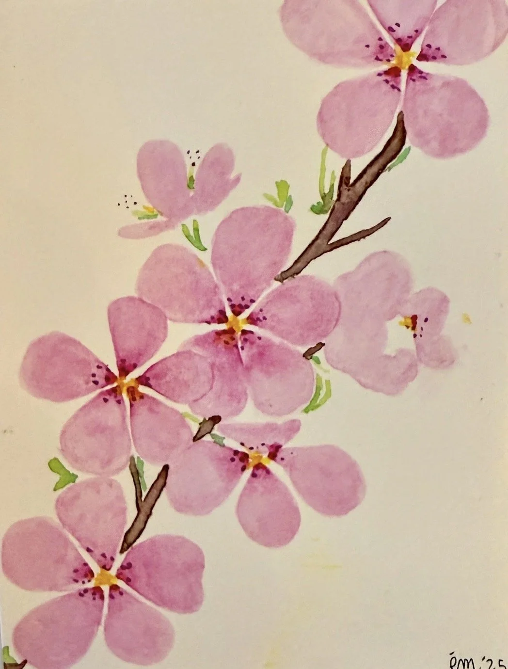 Sakura (Cherry Blossoms)