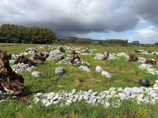 Lizard Habitat
Christchurch