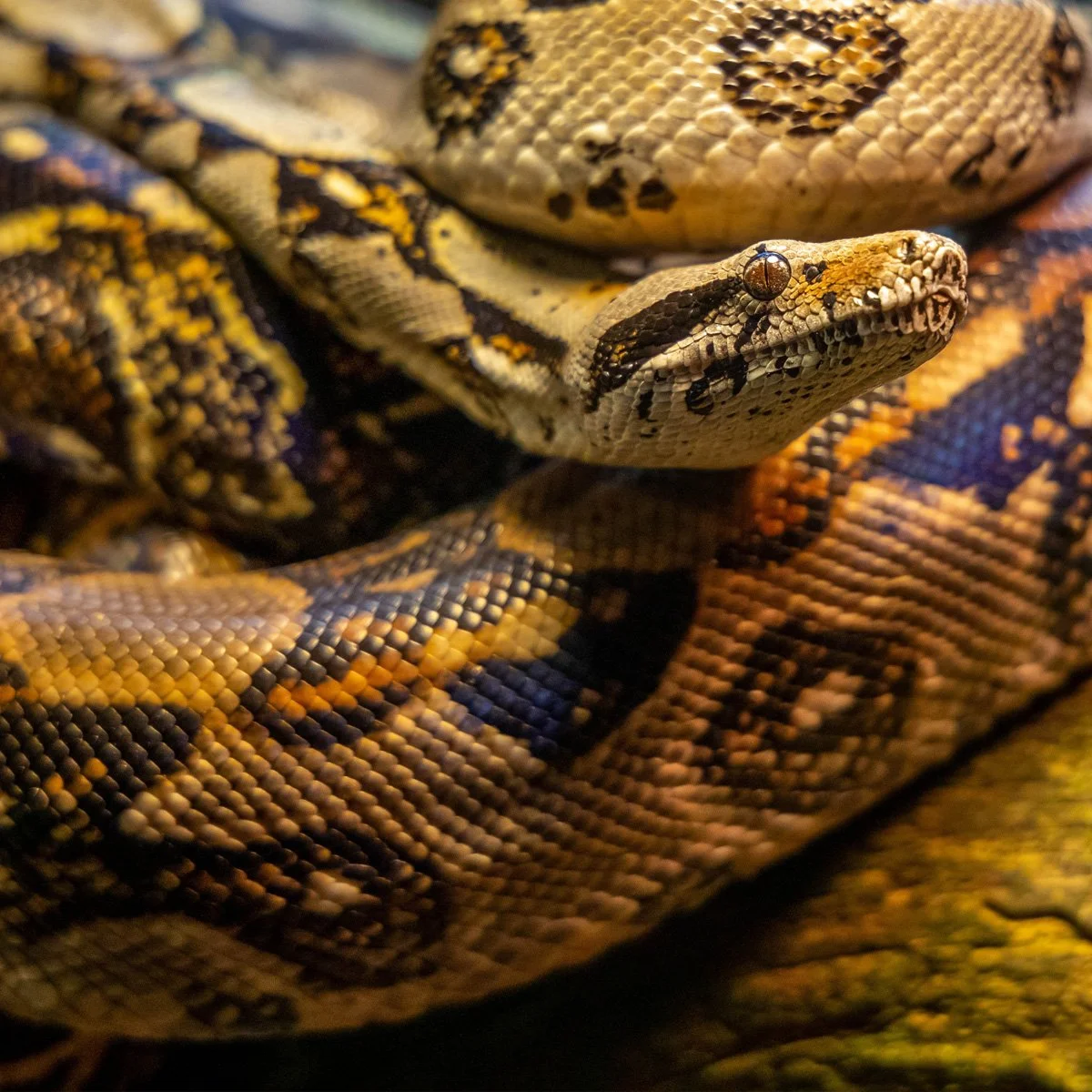 Ball Python