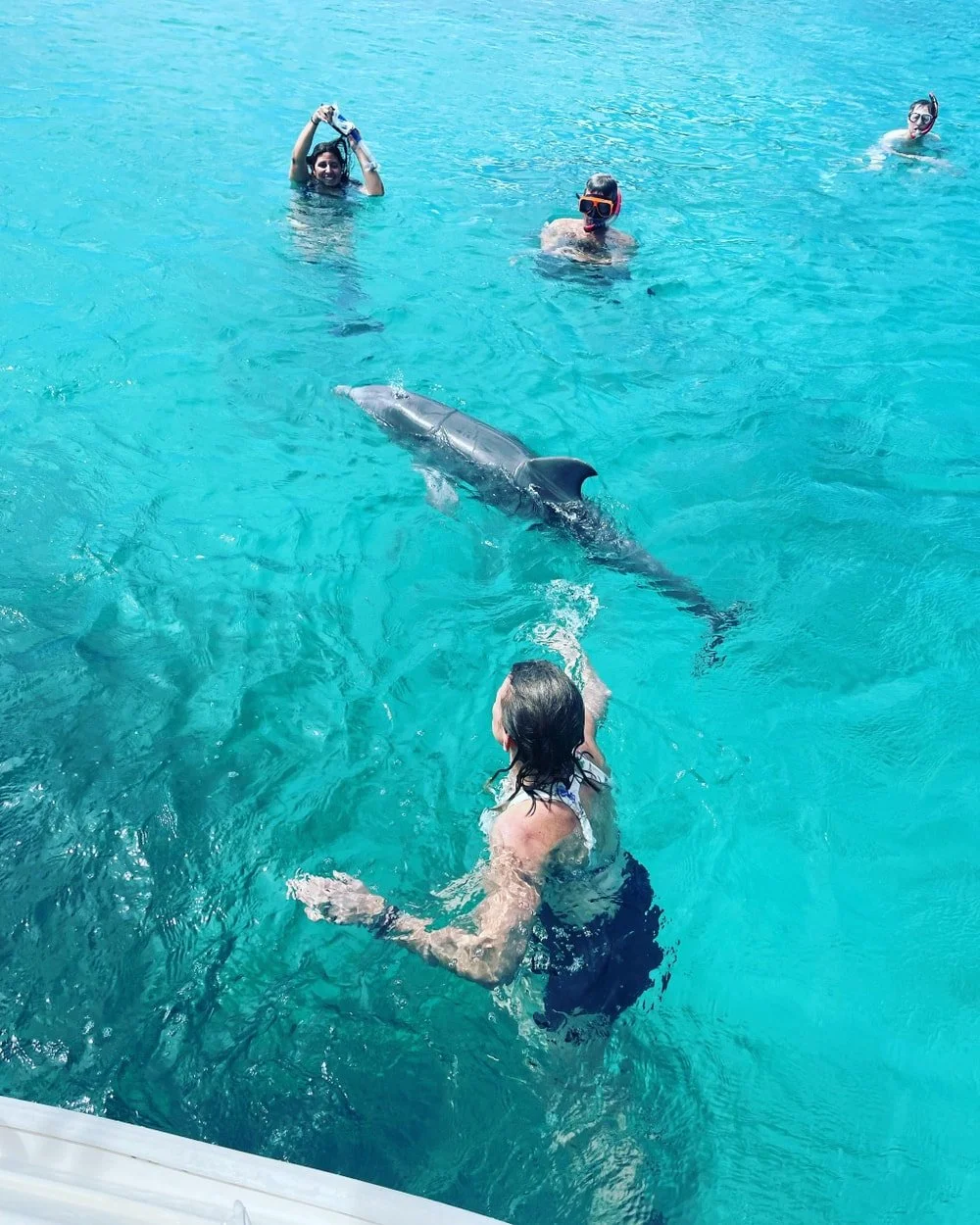 People swimming in a pool with a dolphin near the surface, some wearing snorkeling gear.