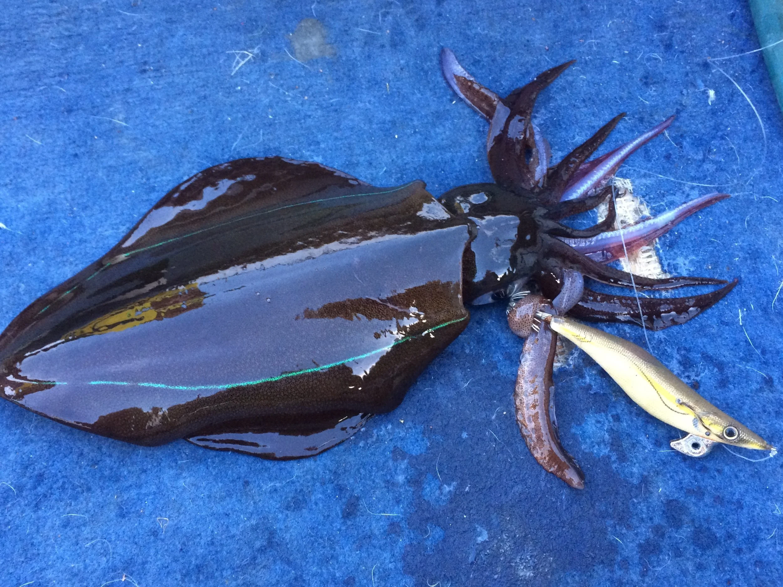 Fishing Report 29/8/2019